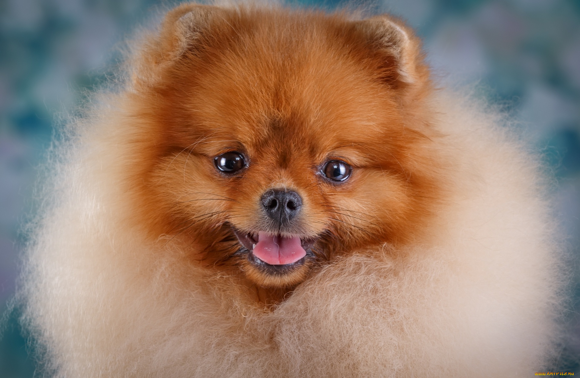 животные, собаки, морда