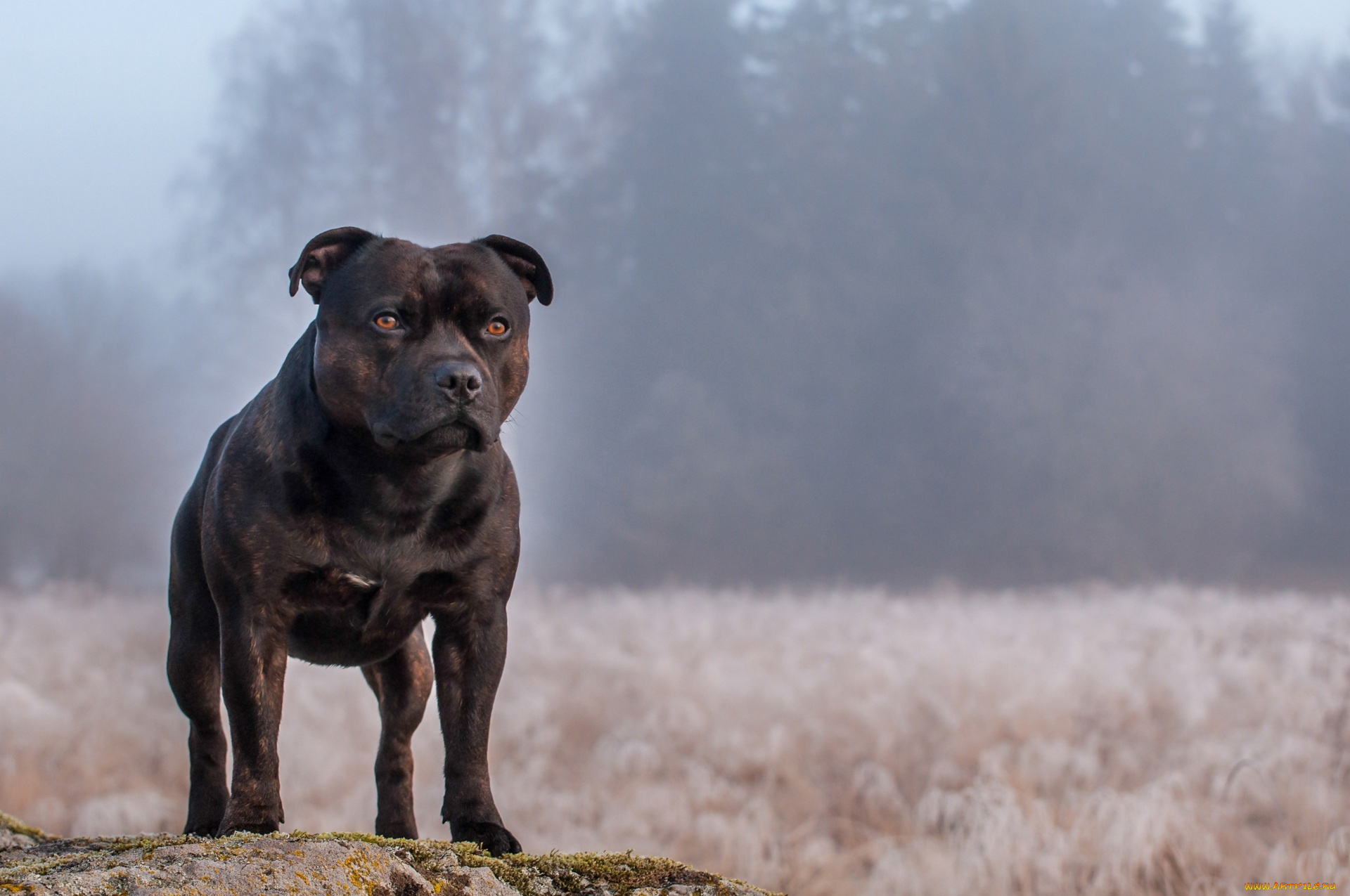животные, собаки, растение
