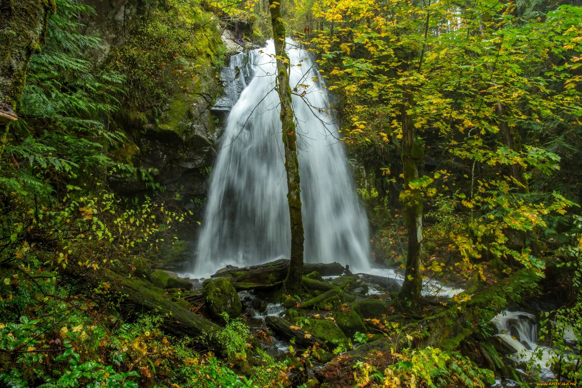 канада, природа, водопады, деревья, растения