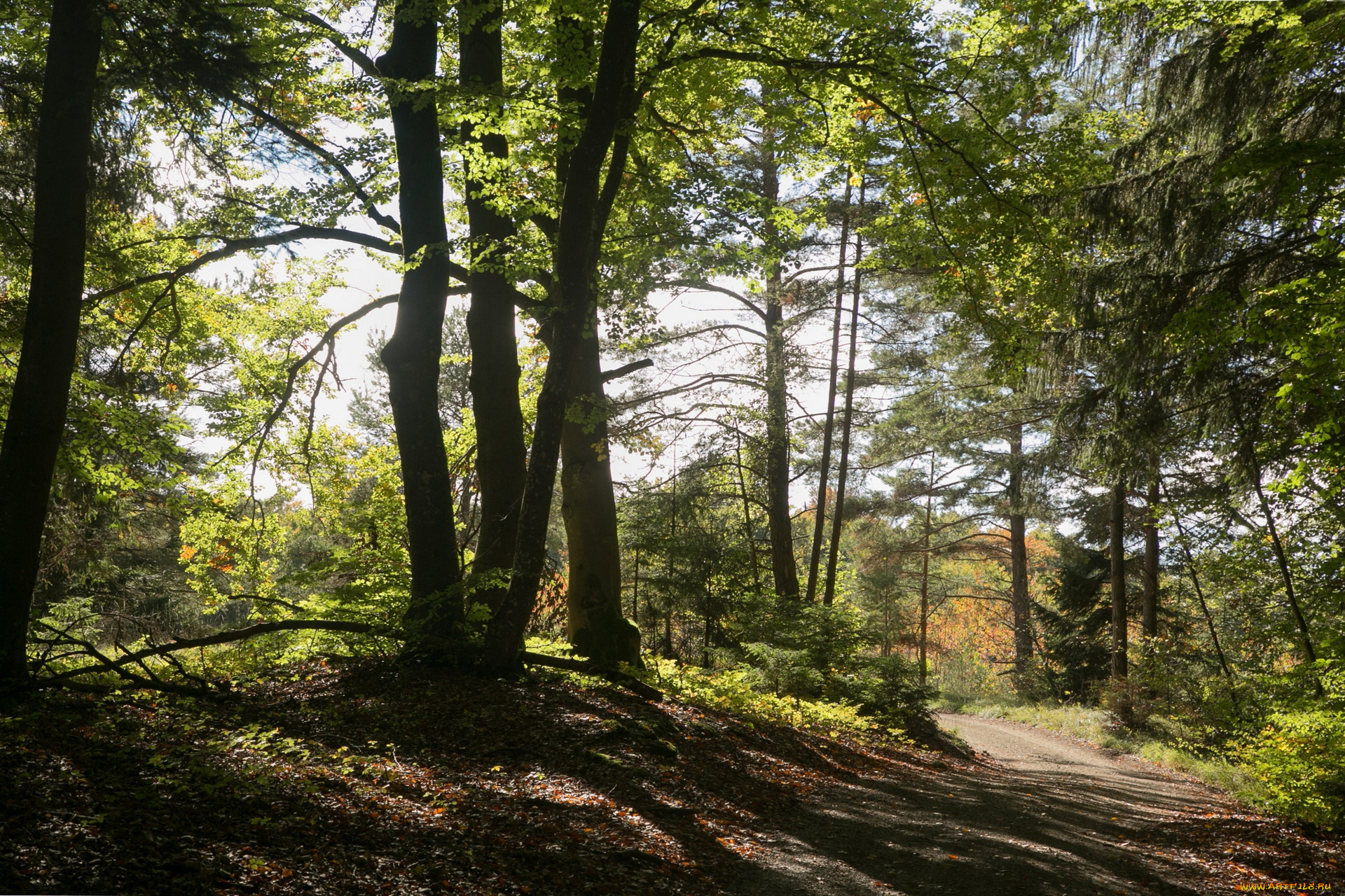 природа, лес, тропа, деревья