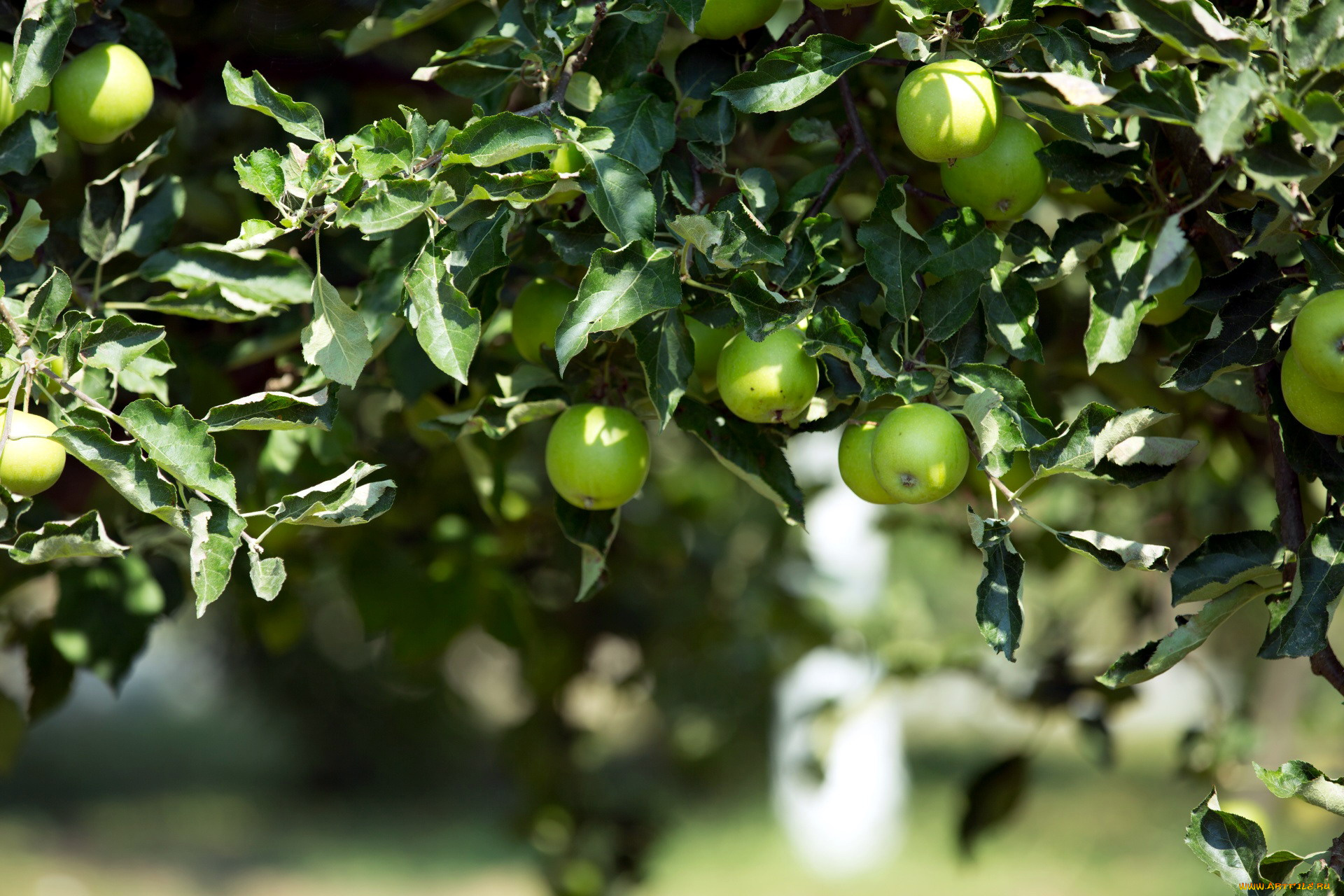 природа, плоды, яблоки