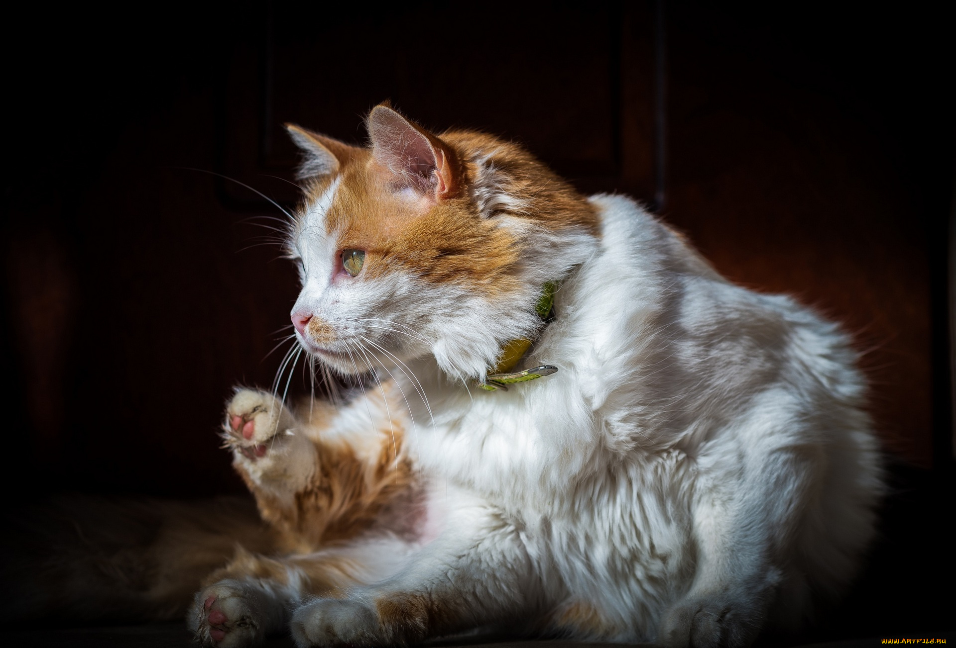 животные, коты, ошейник