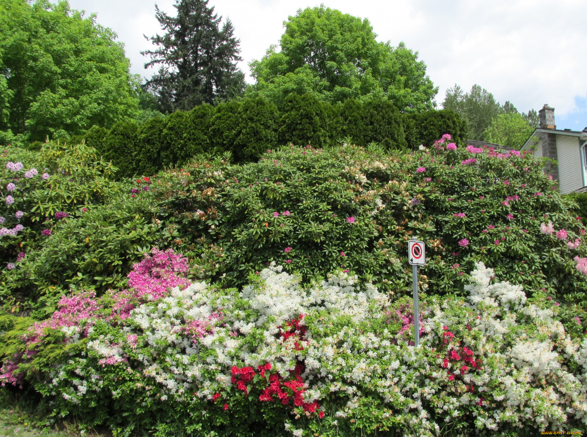 природа, парк, цветущие, кусты