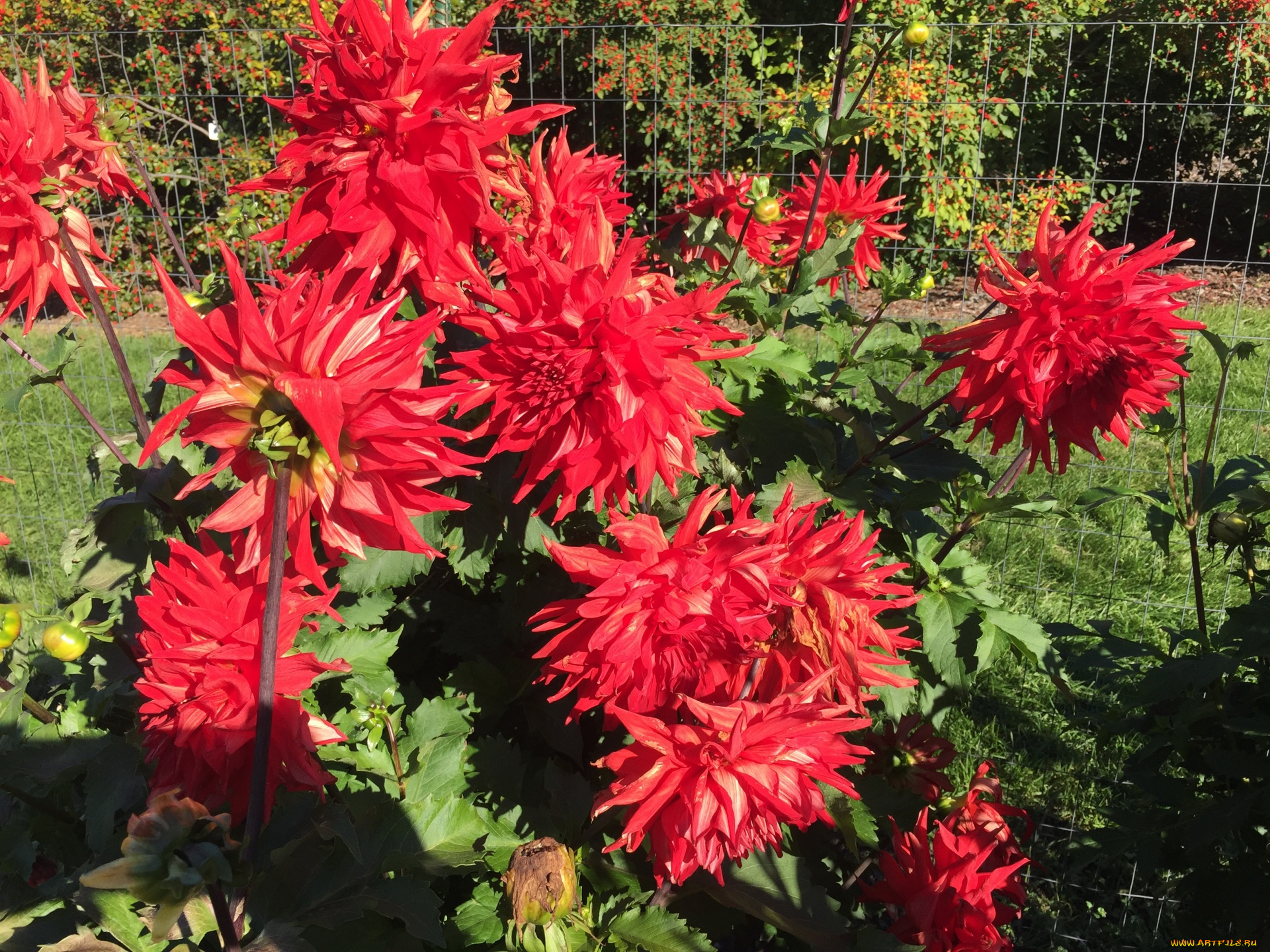 цветы, георгины, красный, куст