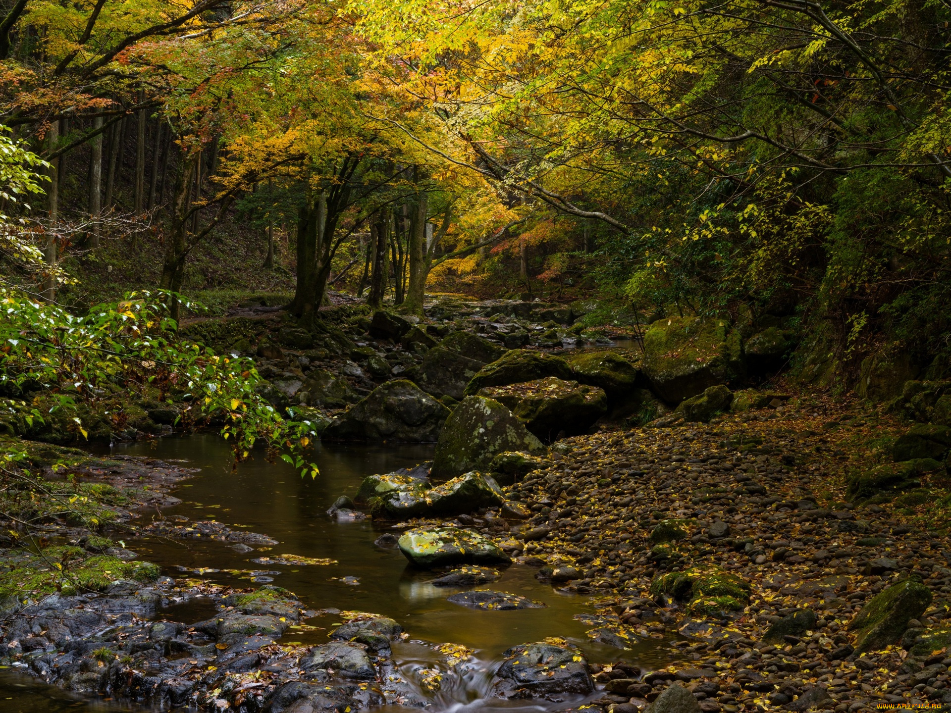 природа, лес, водоем, деревья, камни