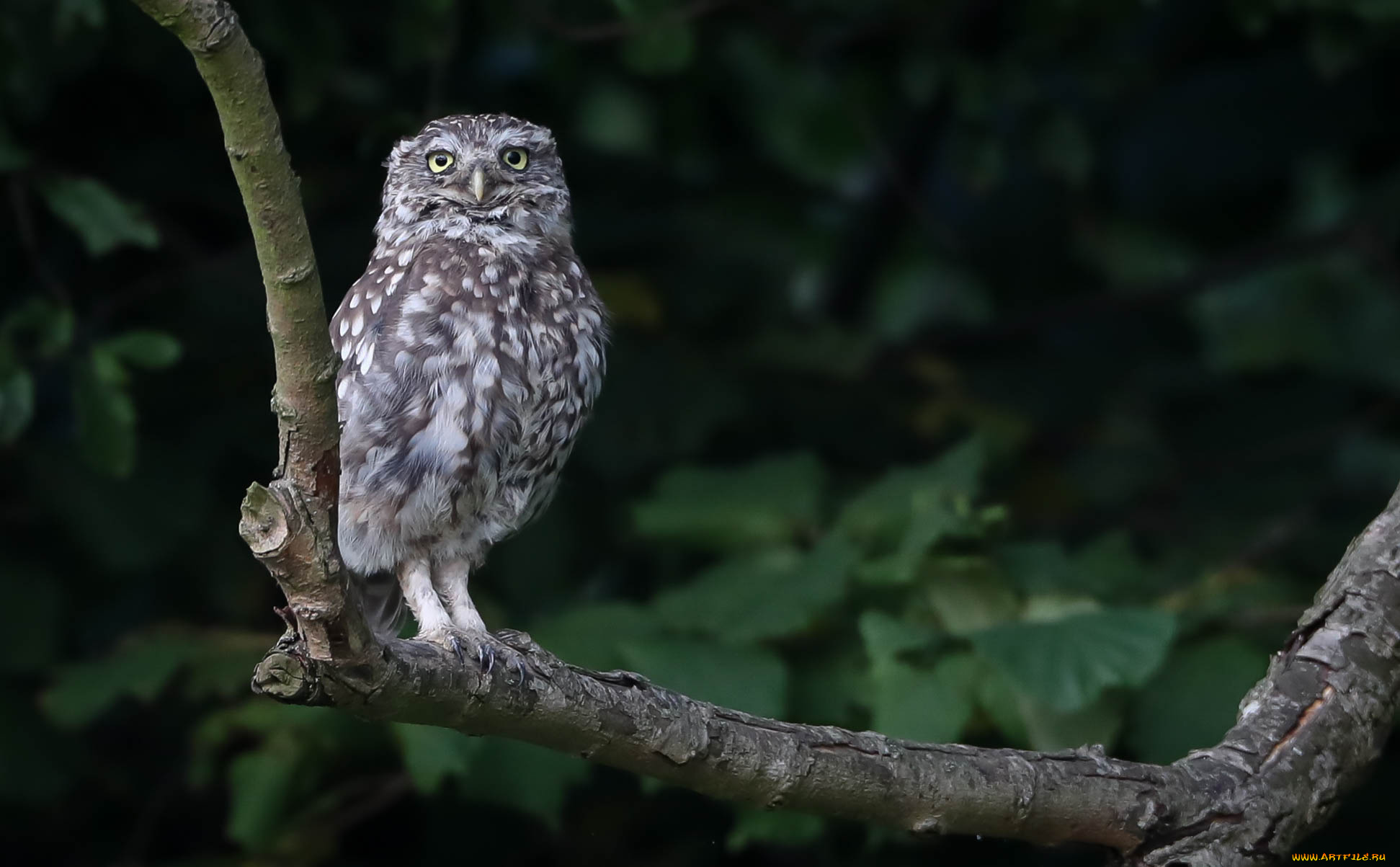 животные, совы, сова, забавная, птица, перья