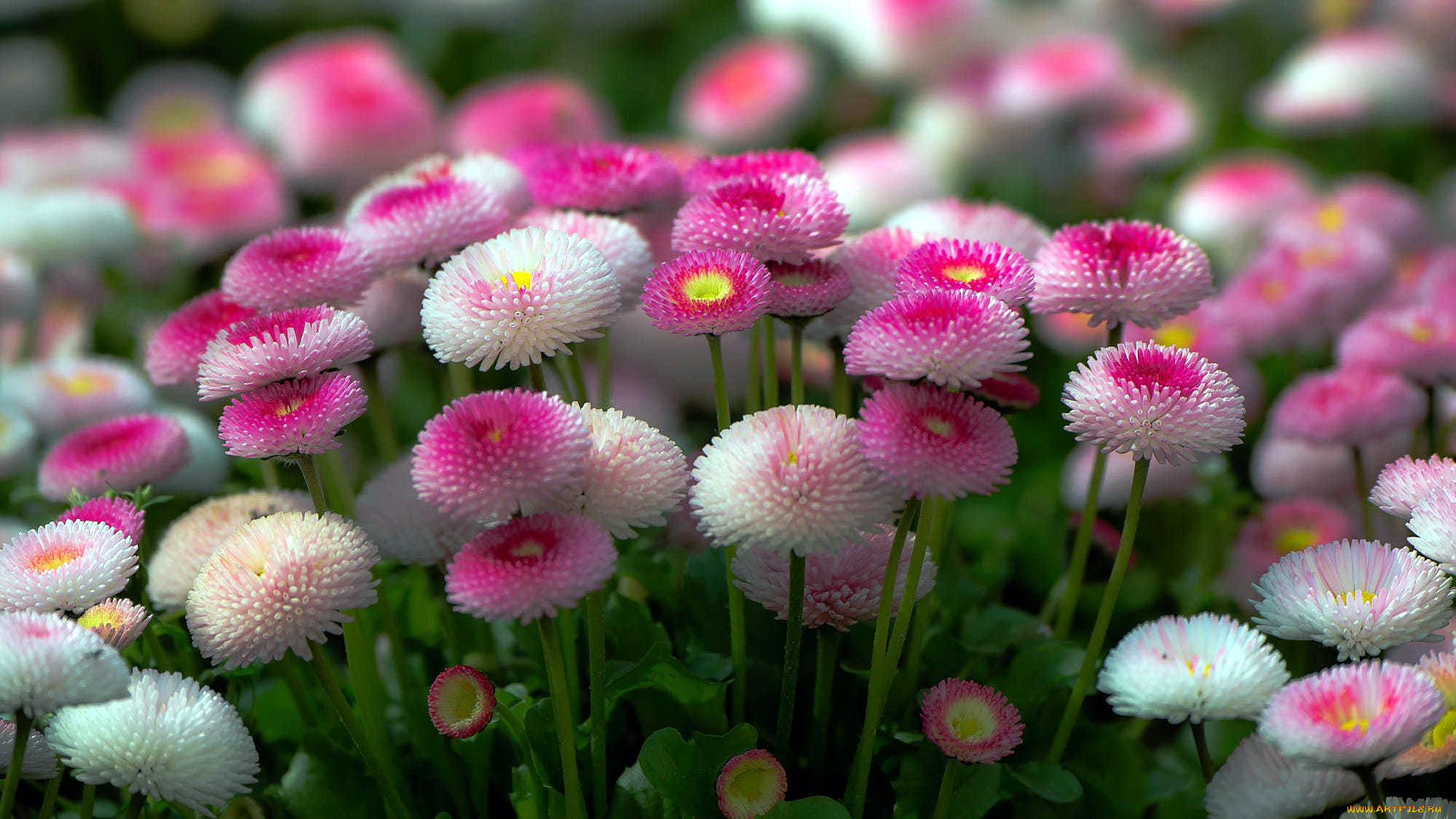 цветы, маргаритки, много, розовые, белые