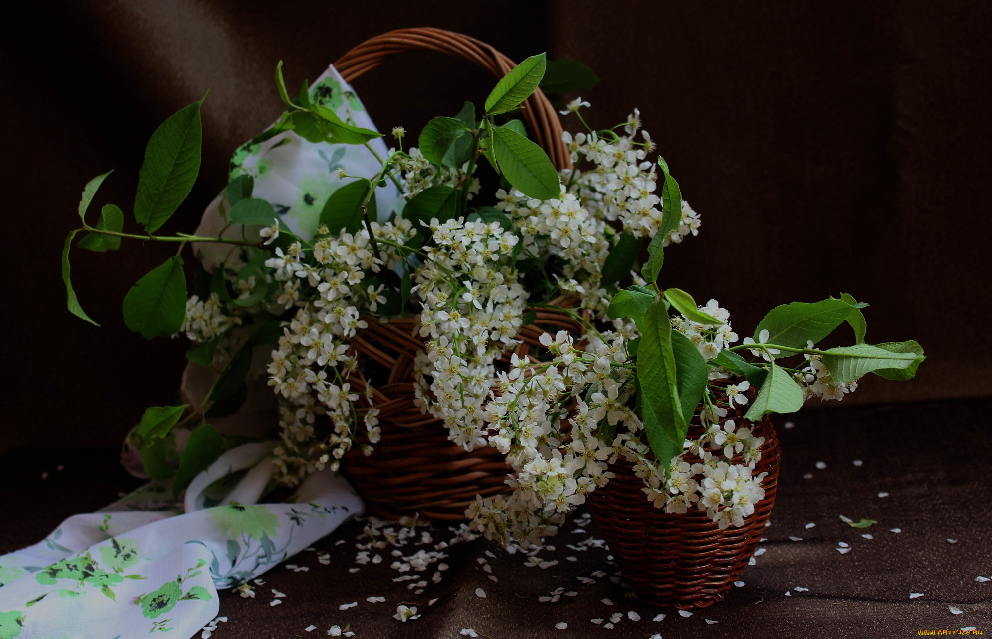 цветы, Черемуха, натюрморт, черемуха, корзина, весна, букет