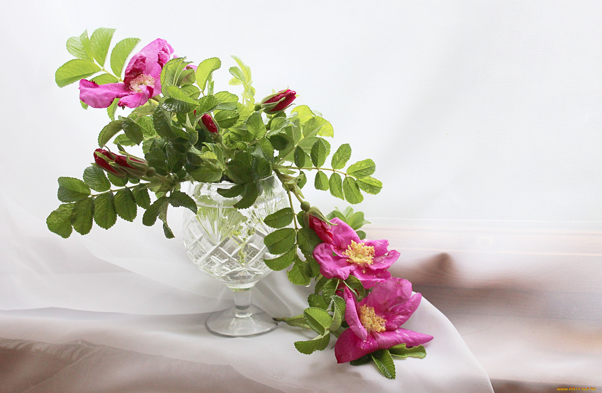 цветы, шиповник, лето, натюрморт