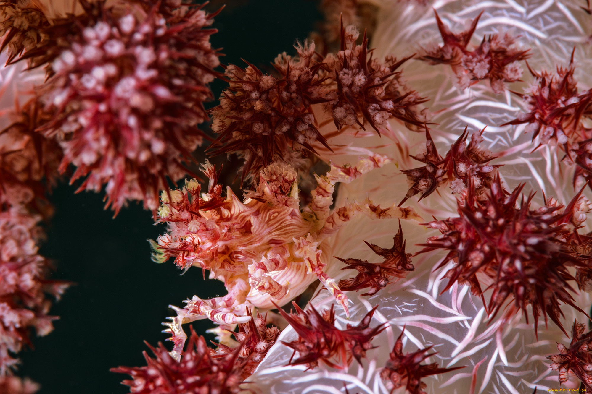 животные, морская, фауна, море, подводный, мир, коралловый, краб