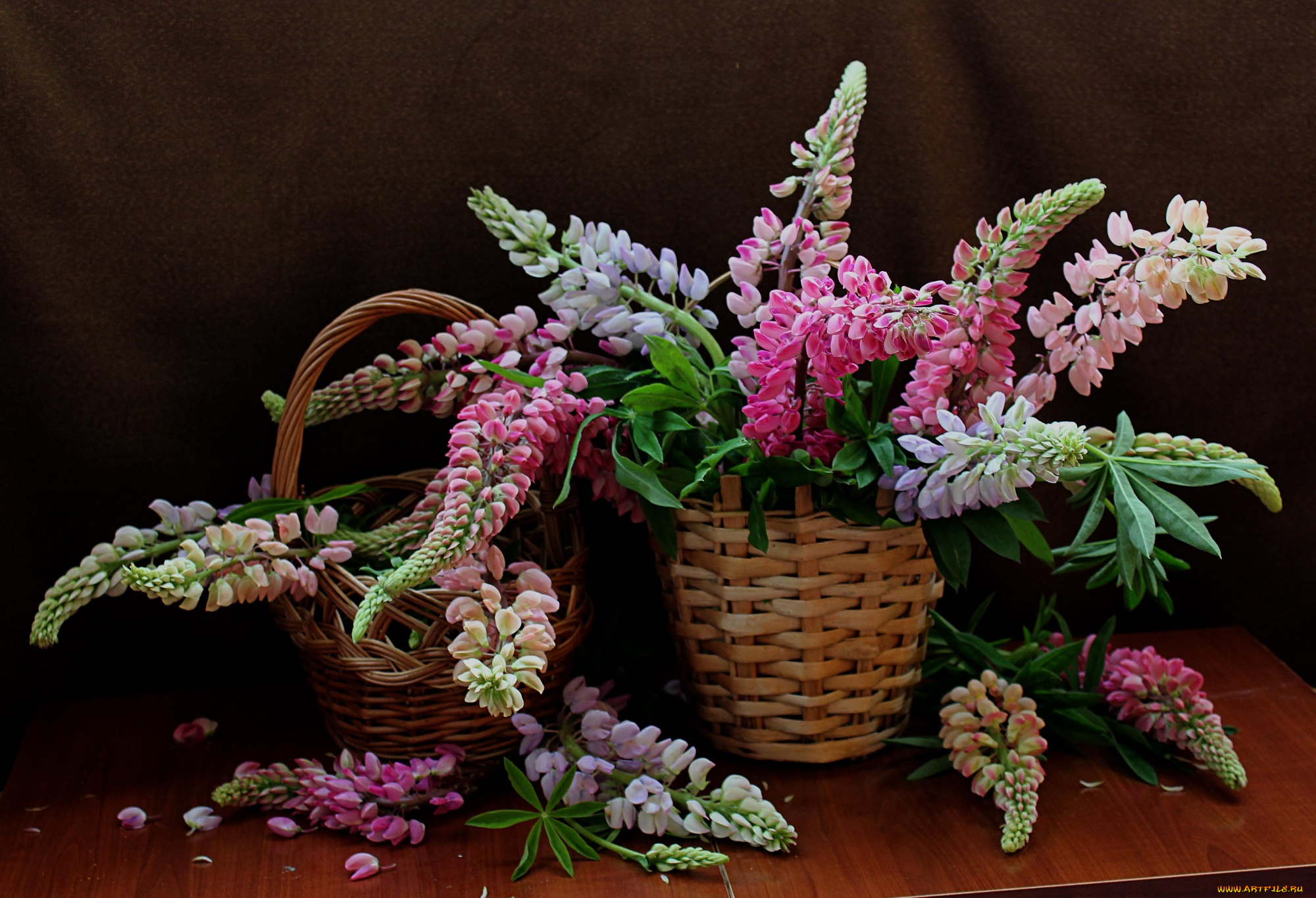 цветы, люпин, растения, натюрморт, люпины