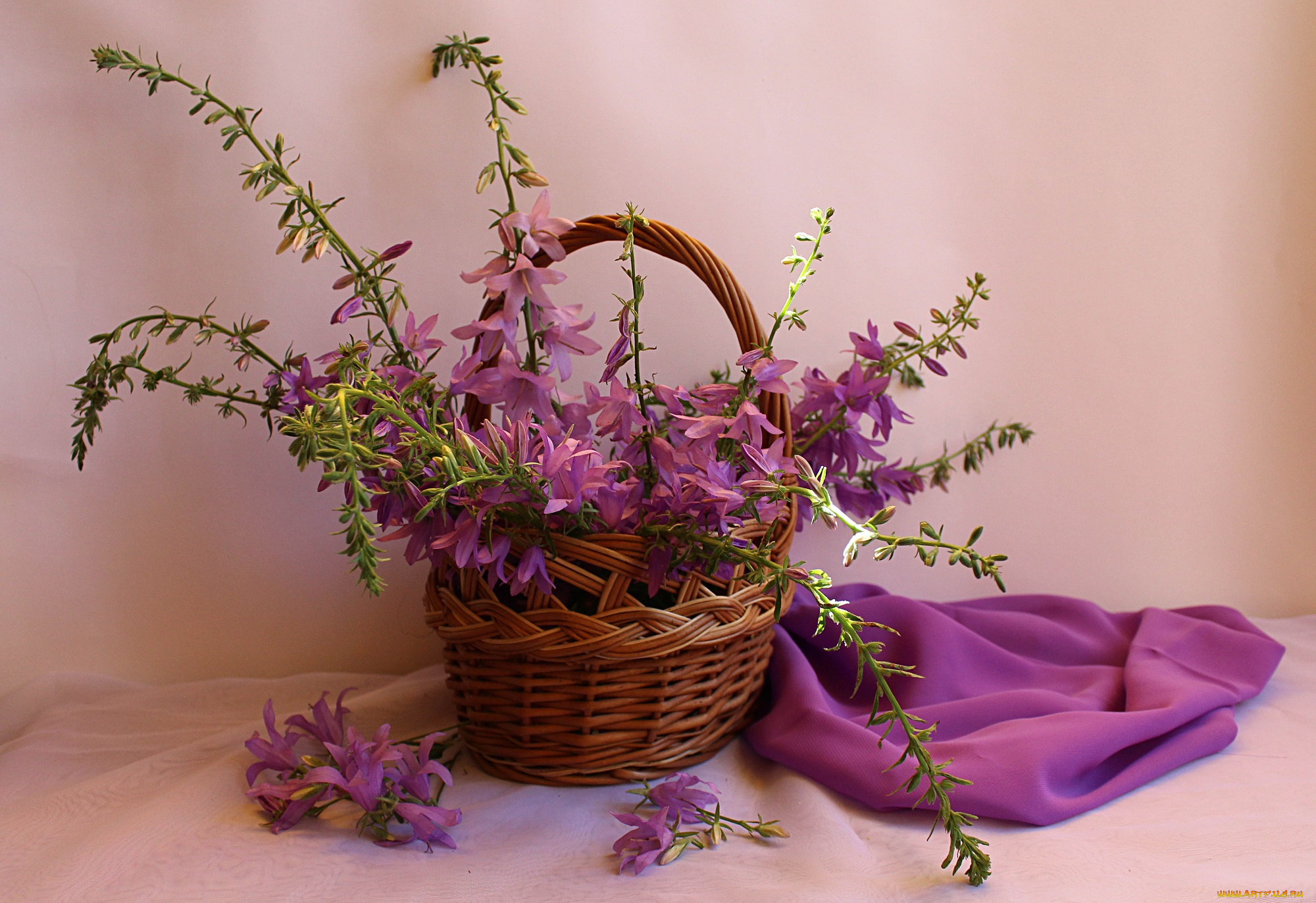 цветы, колокольчики, полевые, натюрморт, лето, корзина
