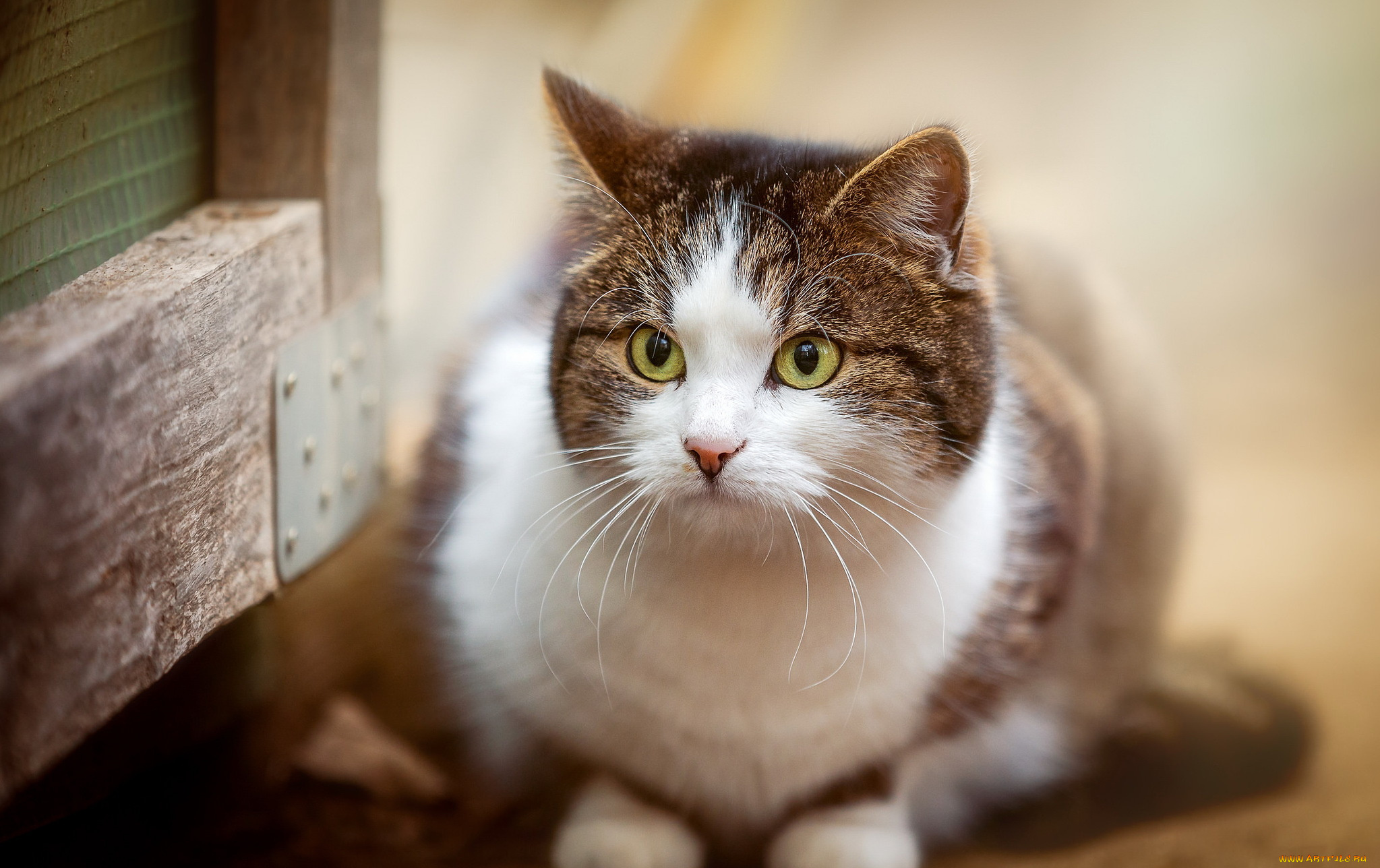 животные, коты, взгляд, фон, кошка