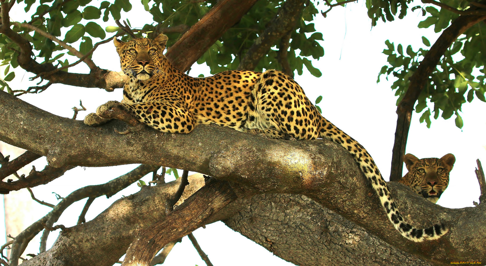 животные, леопарды, животное, дерево, отдых, лапа
