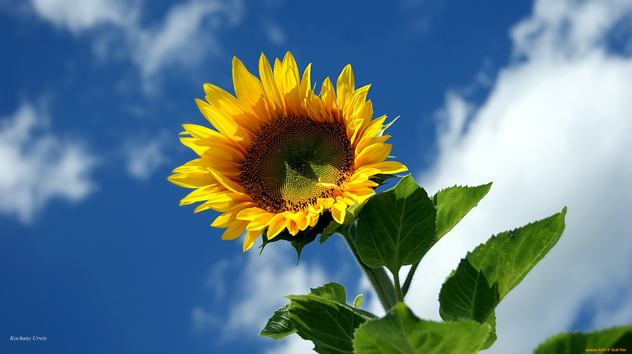 цветы, подсолнухи, небо, солнечный, цветок