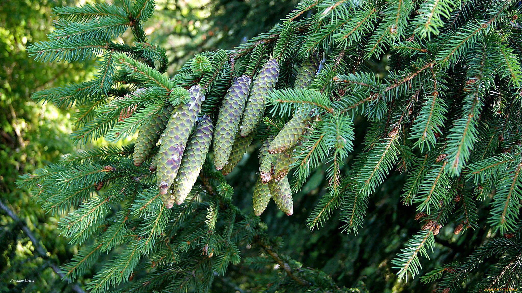 природа, шишки, , жёлуди, , каштаны, еловые, ветка