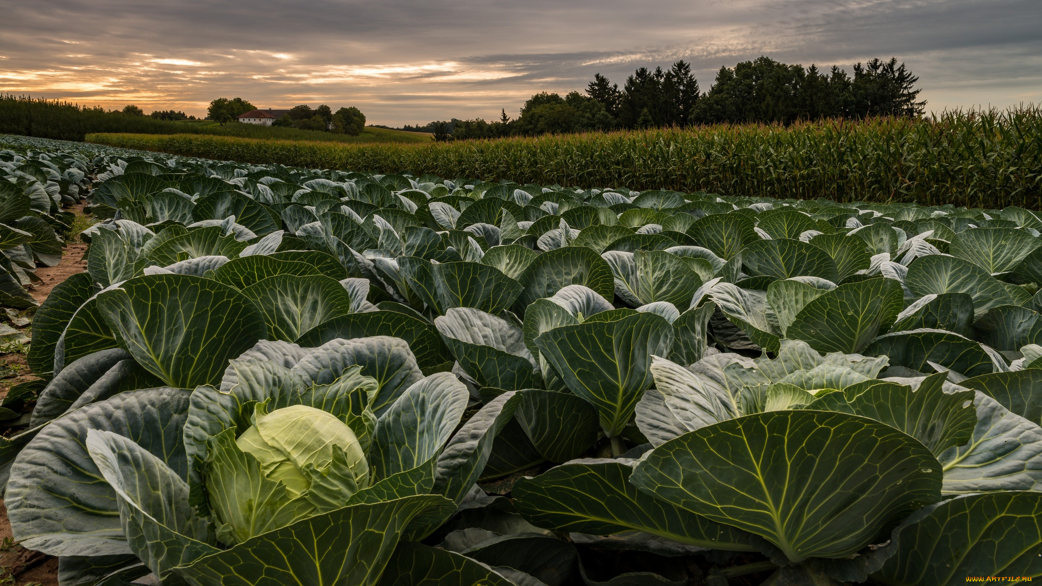 природа, поля, поле, кочаны, капуста, урожай
