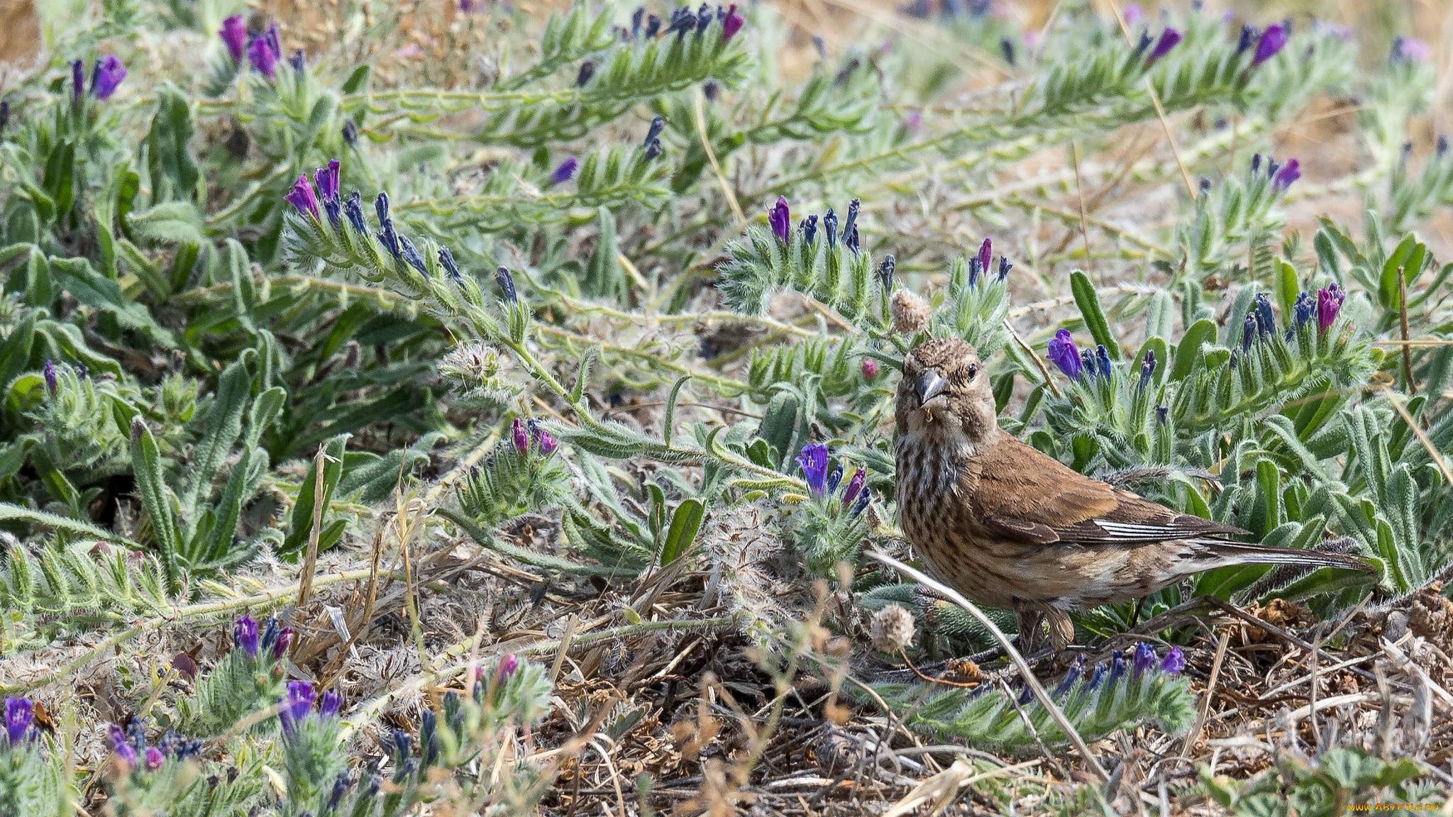 животные, птицы, птица, окрас, перья, клюв