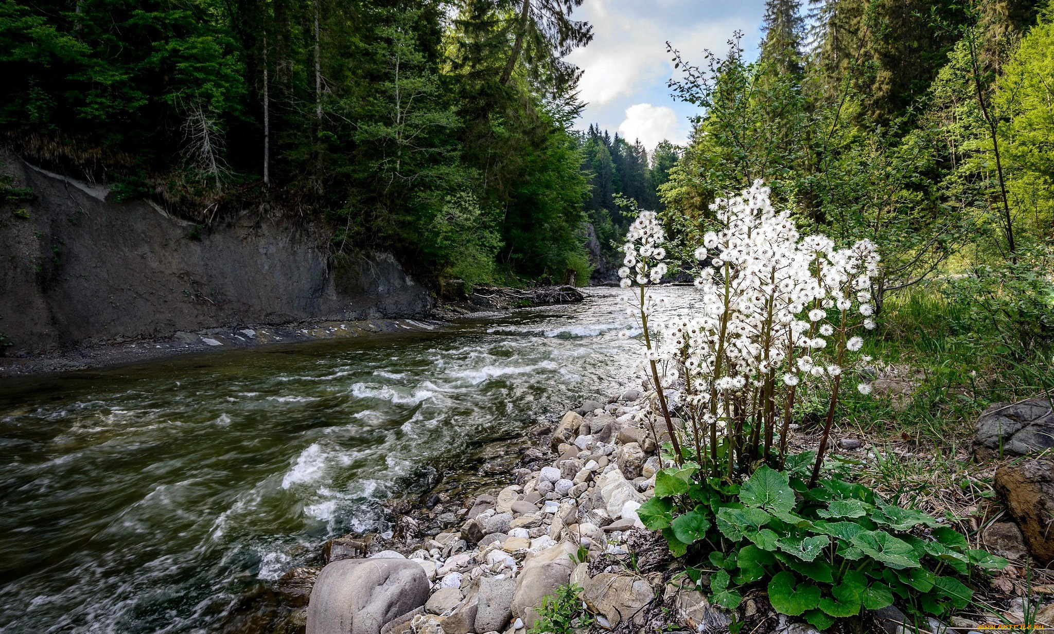 природа, реки, озера, вода, деревья, цветы, река