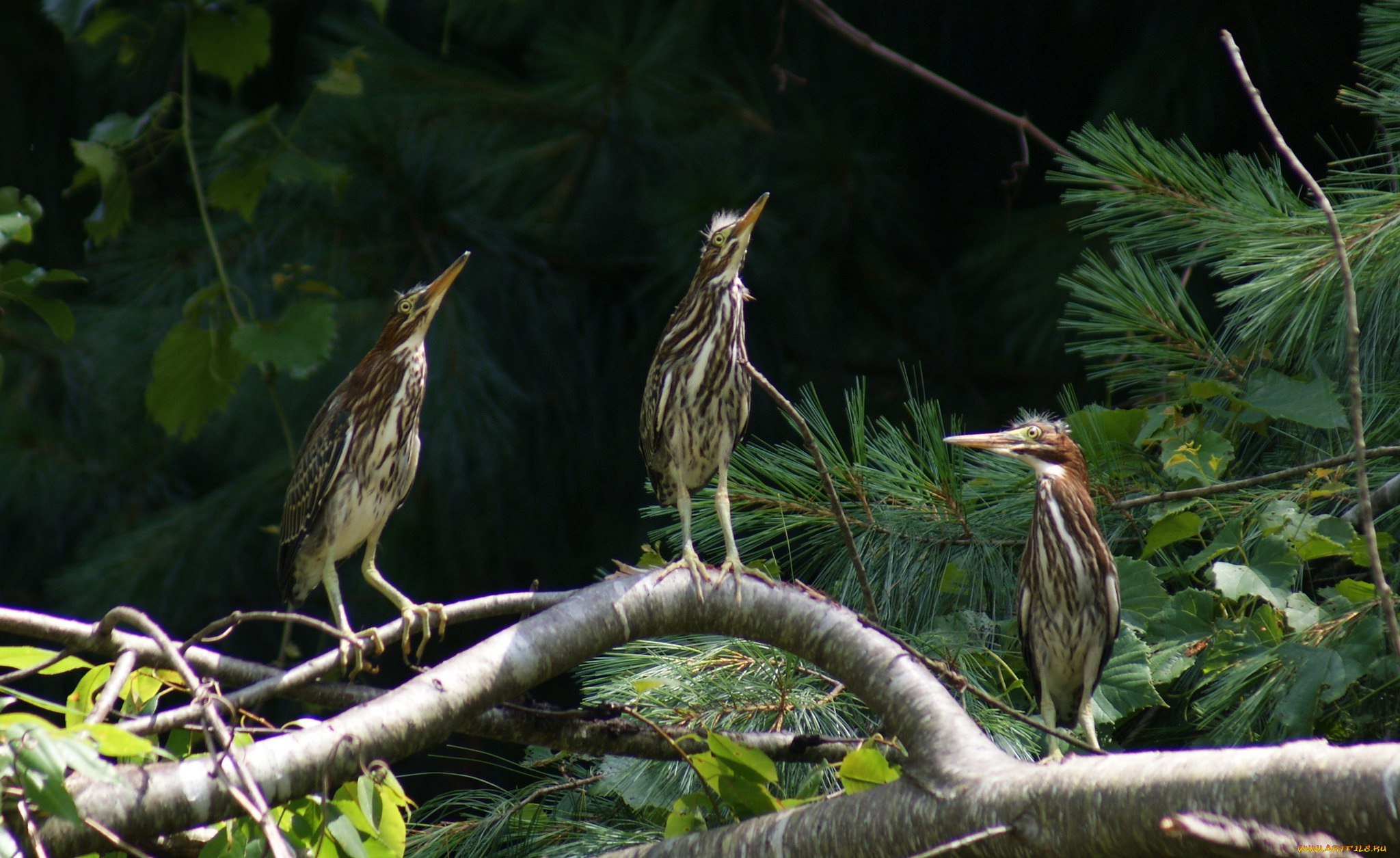 выпи, животные, птицы, клюв, перья, окрас, птица