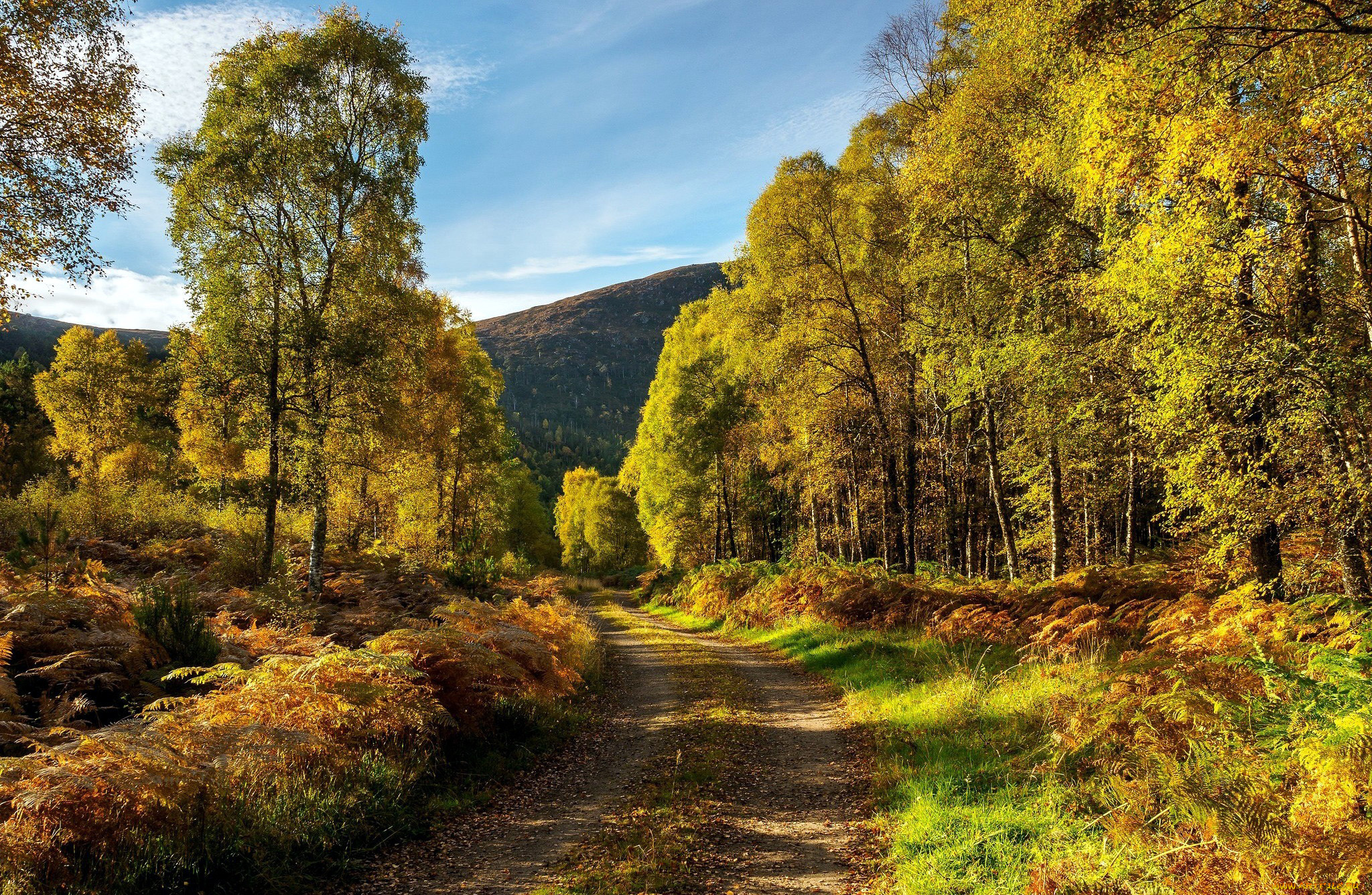 природа, дороги, гора, деревья, дорога, проселочная