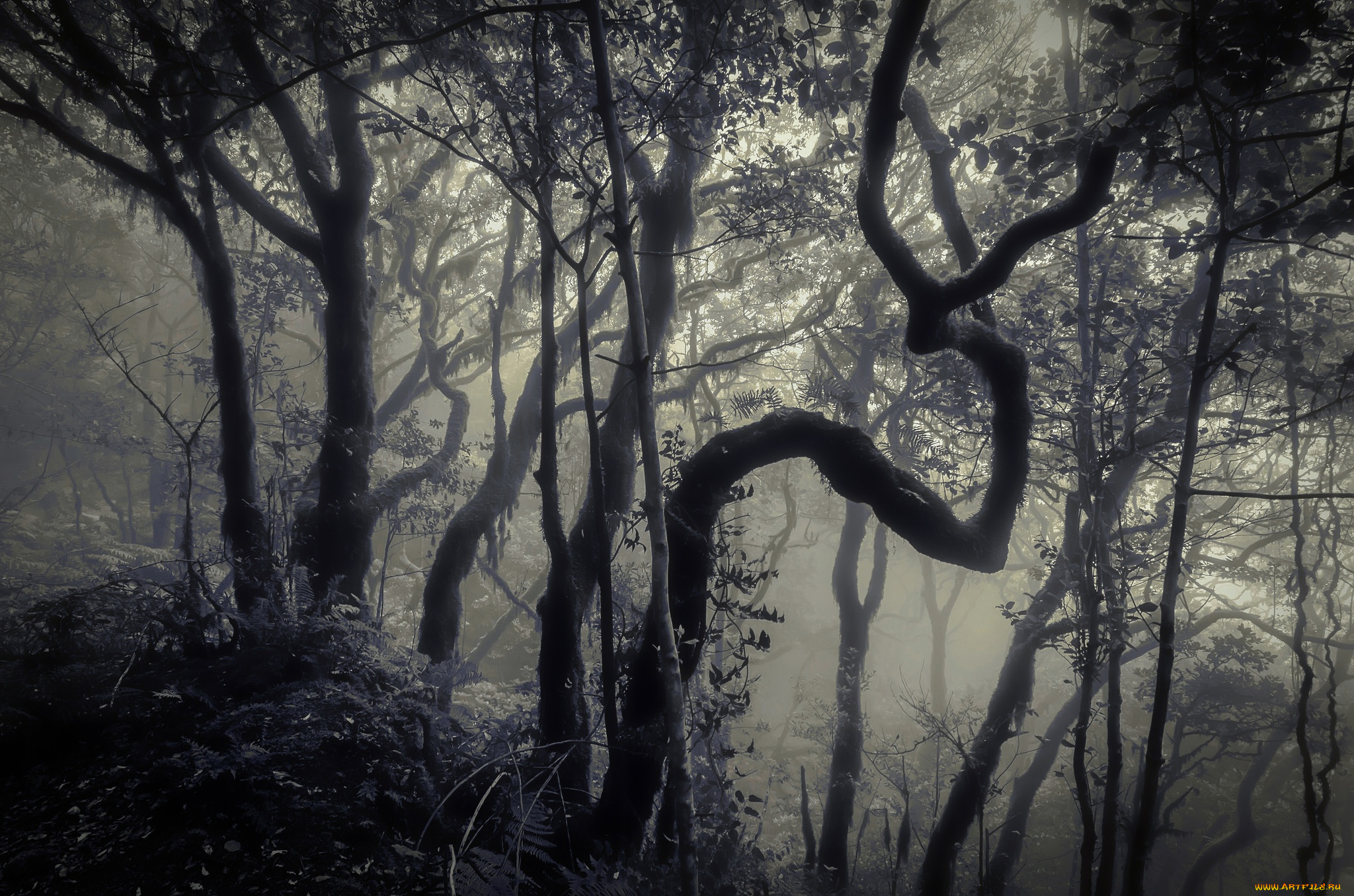 природа, лес, туман, деревья