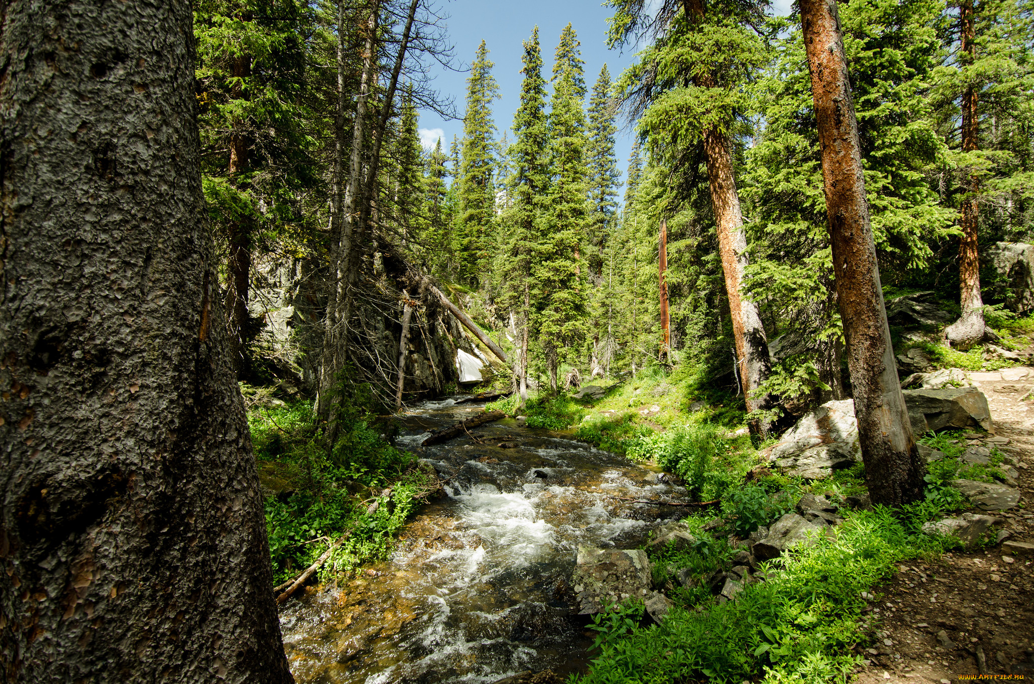 природа, реки, озера, река, лес