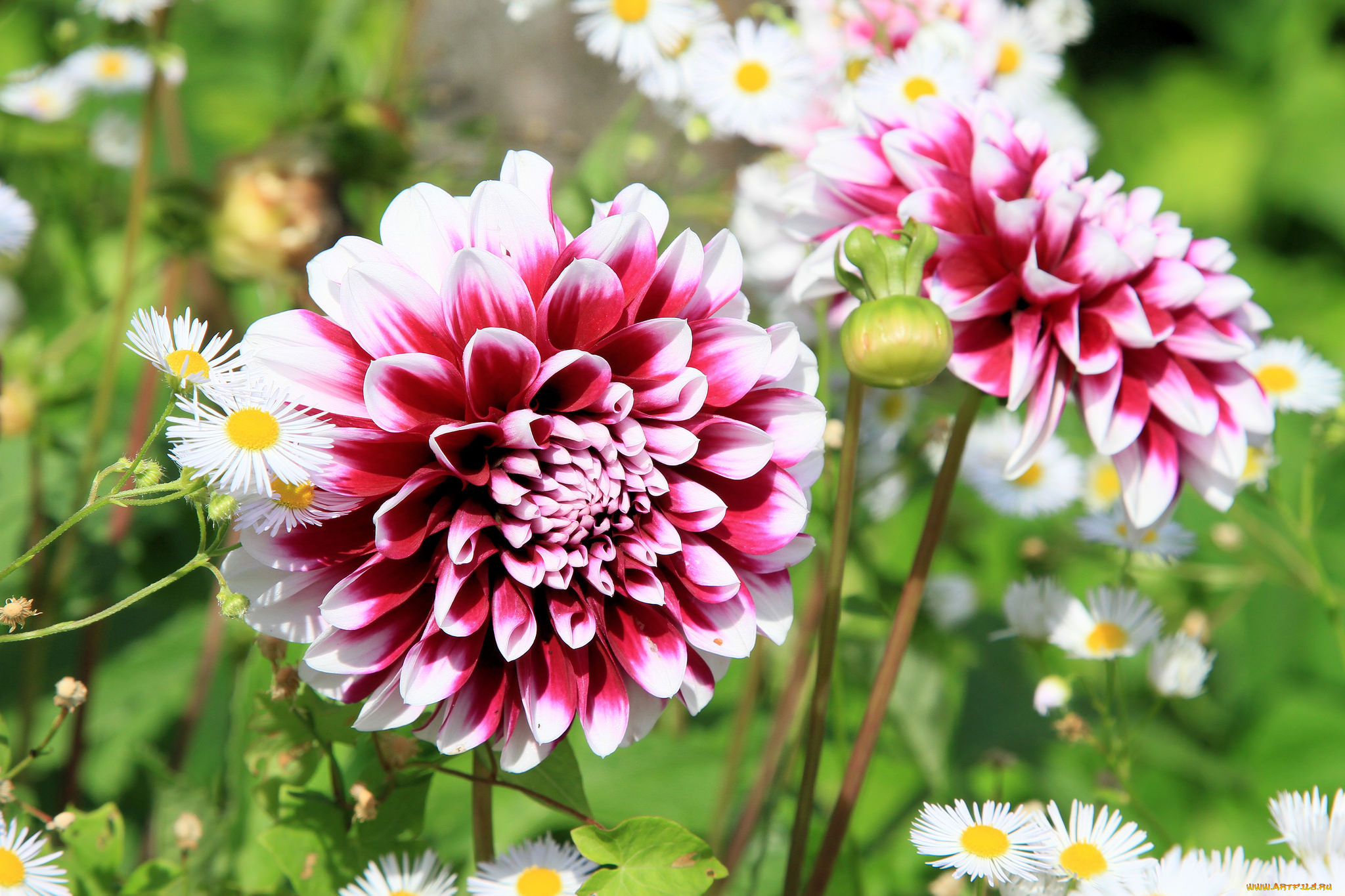 цветы, георгины, лепестки, георгин, цветение, бутоны