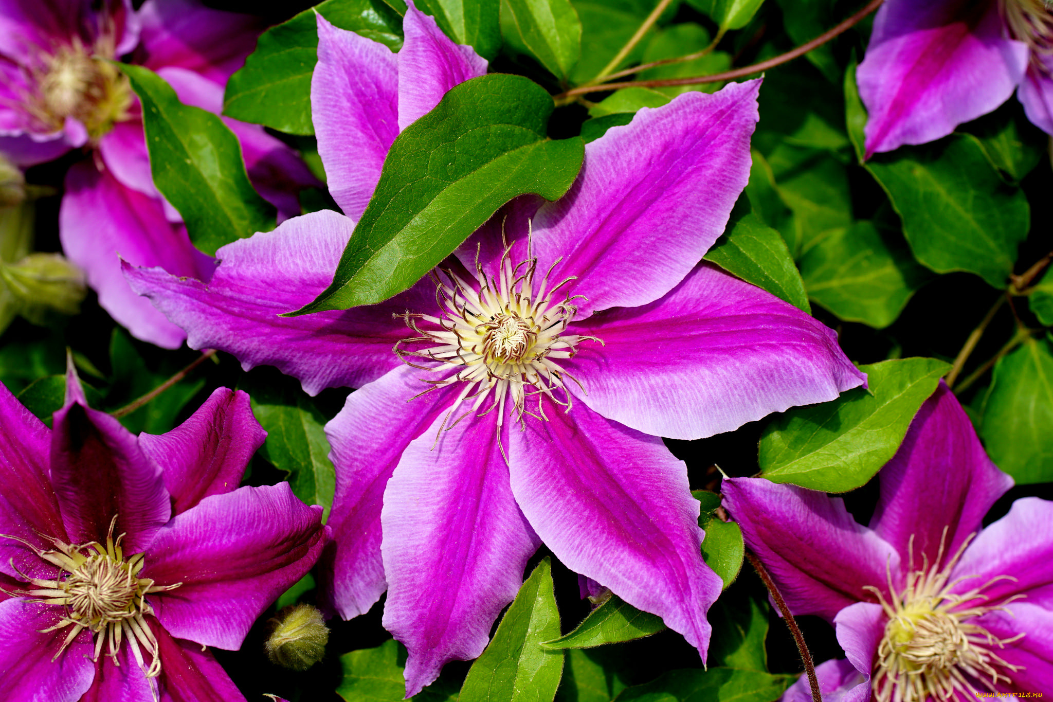 цветы, клематис, , ломонос, цветение, лепестки, клематис