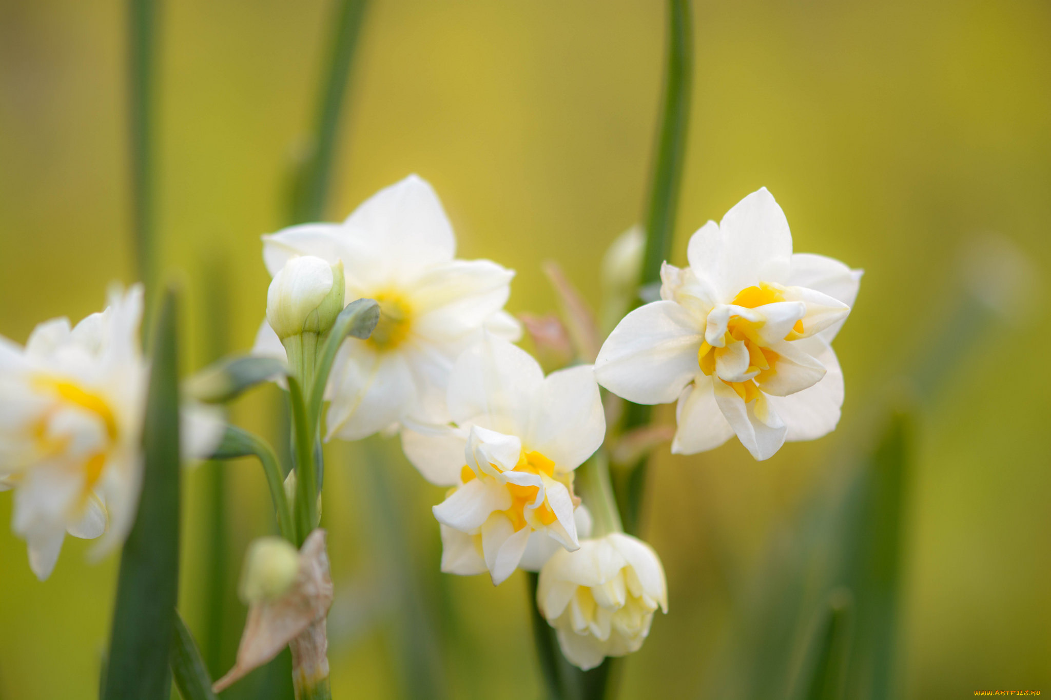 цветы, нарциссы, нарцисс, цветение, желтый, лепестки