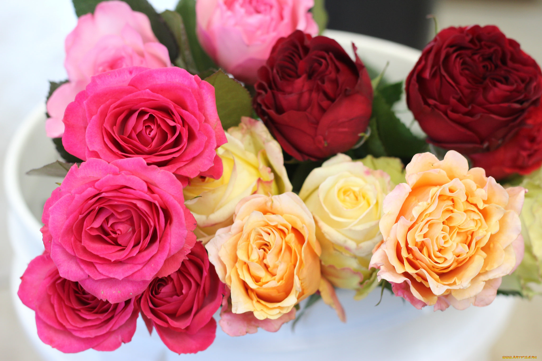 цветы, розы, роза, бутон, лепестки, листья, цветение, rose, bud, petals, leaves, blossoms