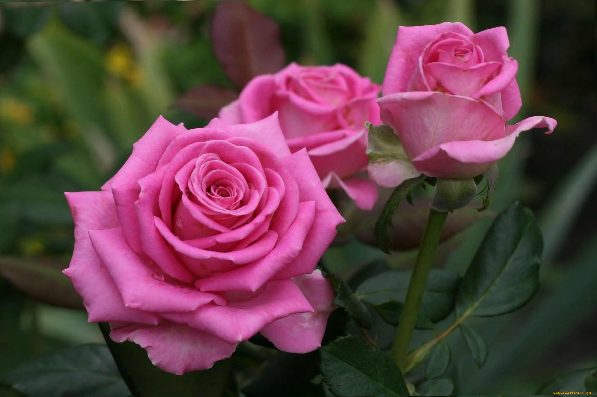 цветы, розы, розовый, бутоны