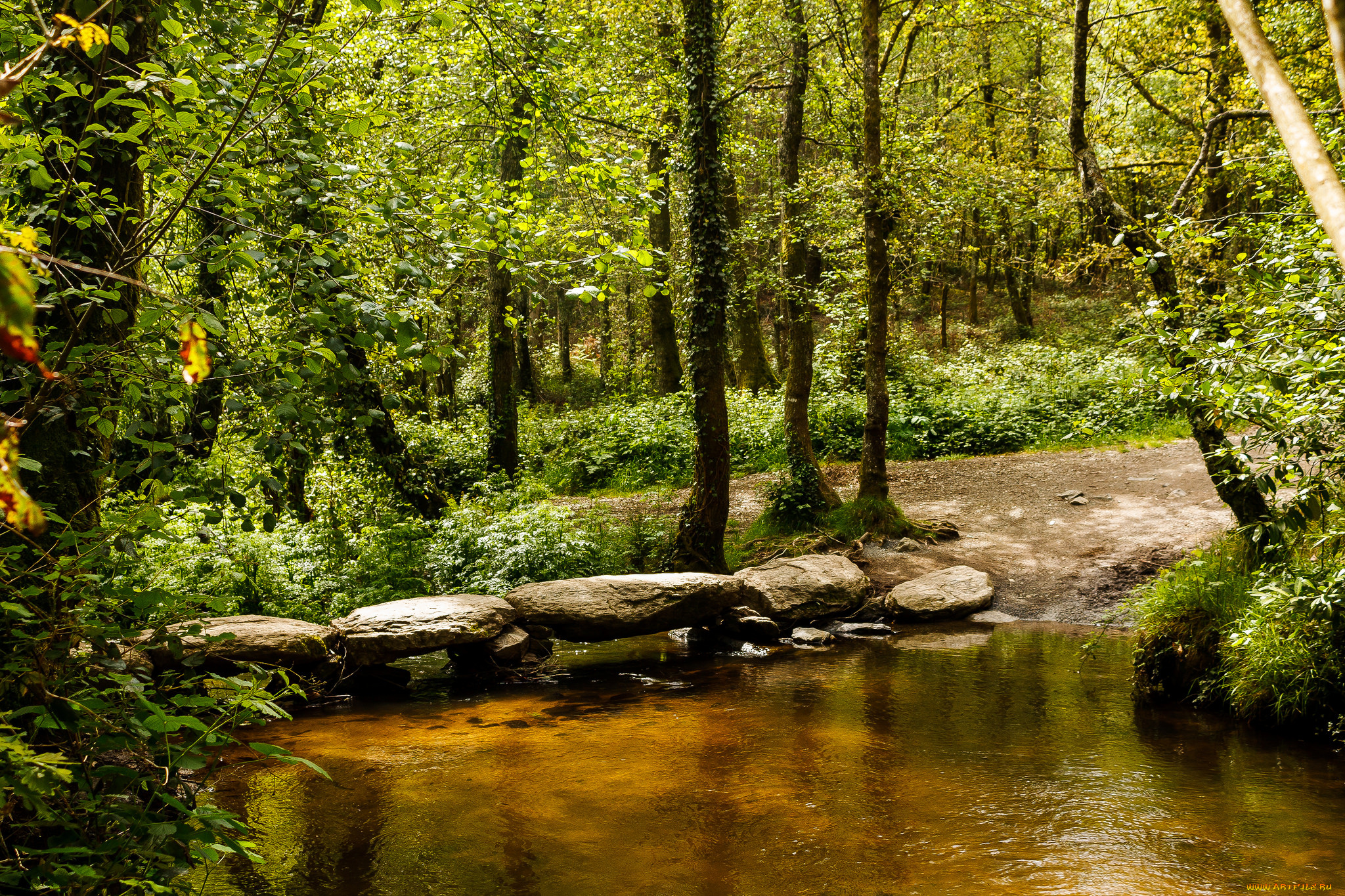 природа, реки, озера, река, лес