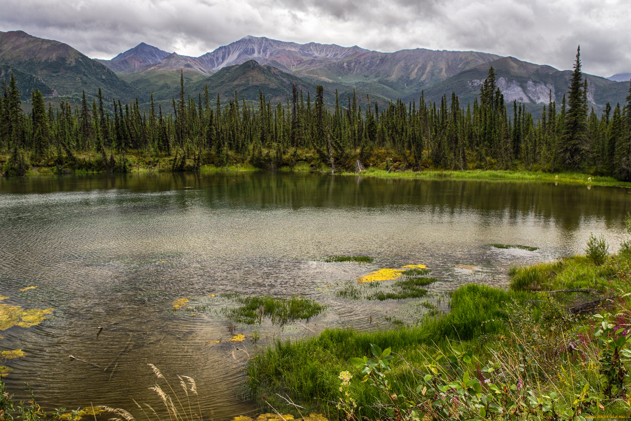 природа, реки, озера, река, лес
