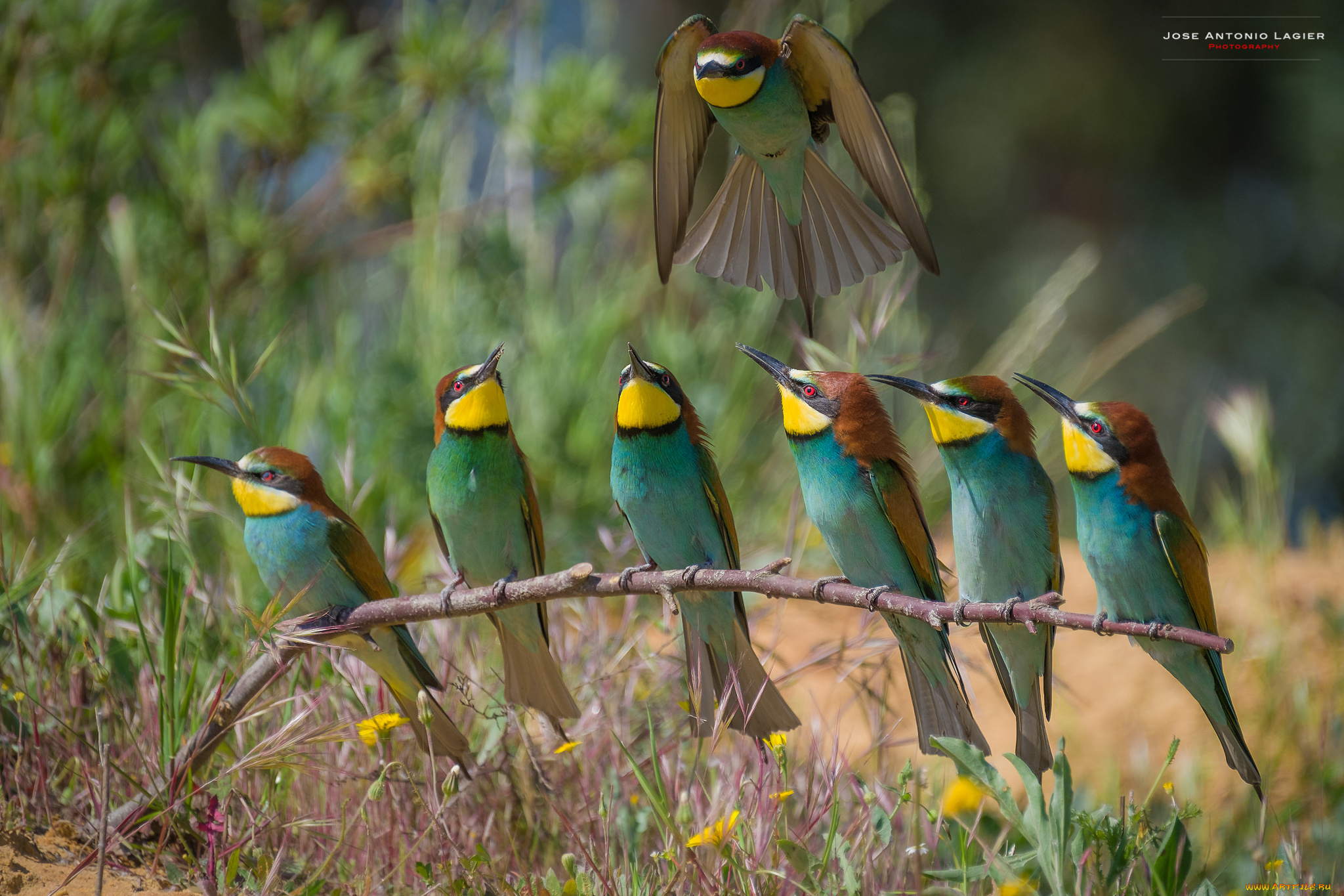 щурки, , пчелоеды, животные, птица, окрас, перья
