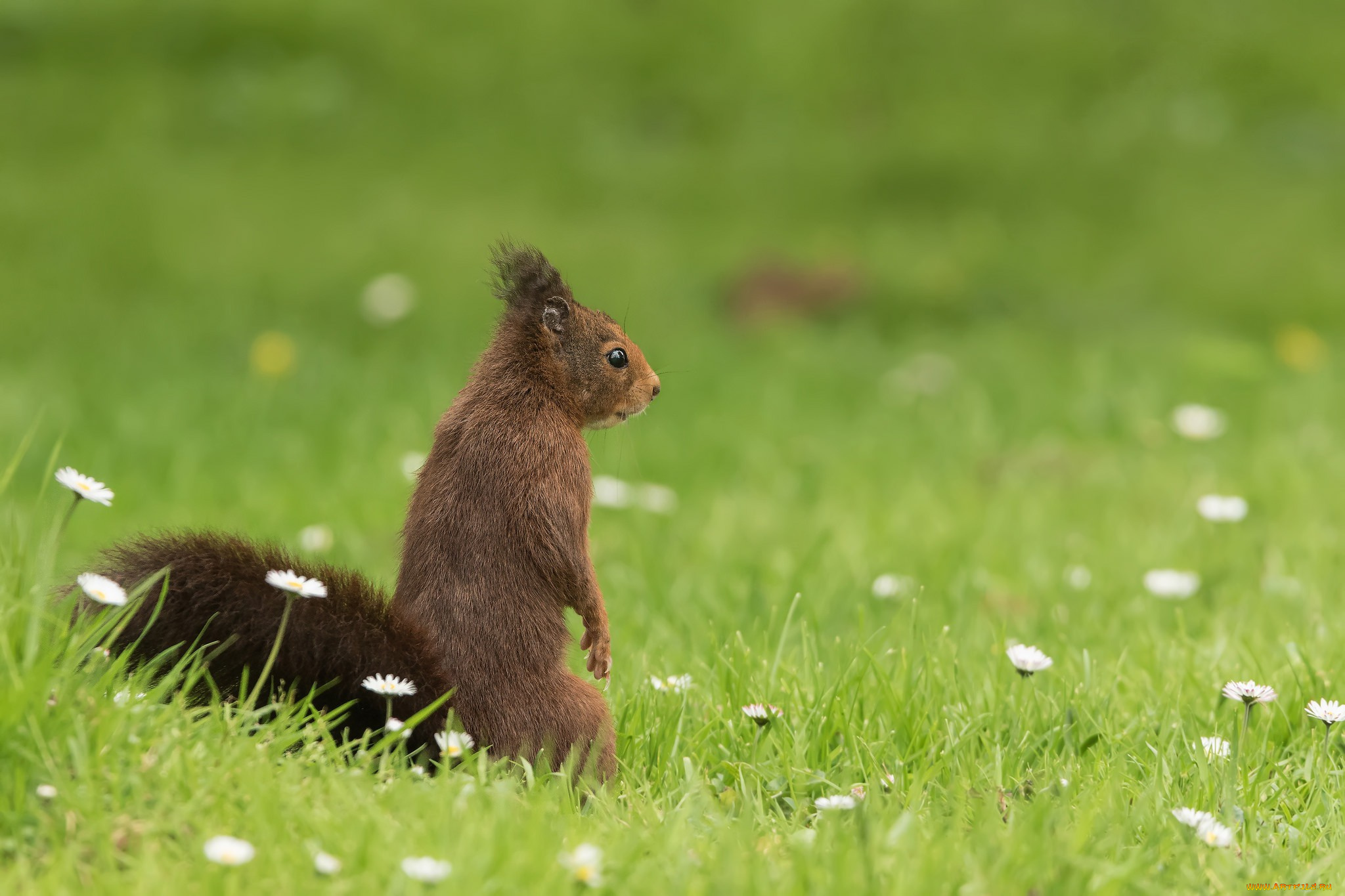 животные, белки, грызун, боке, стойка, трава, белка