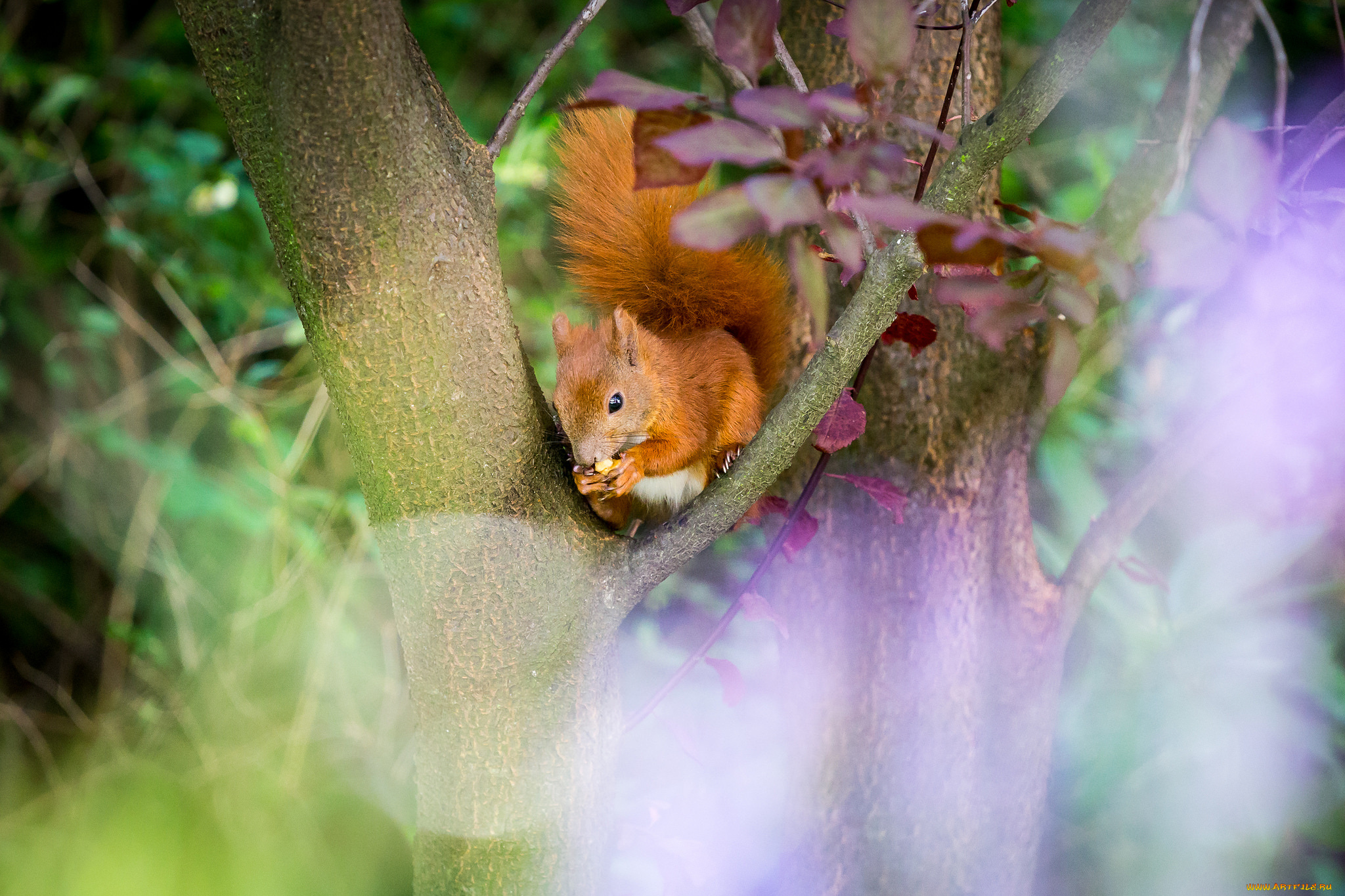 животные, белки, хвостик, лапки, ушка, белка, милашка
