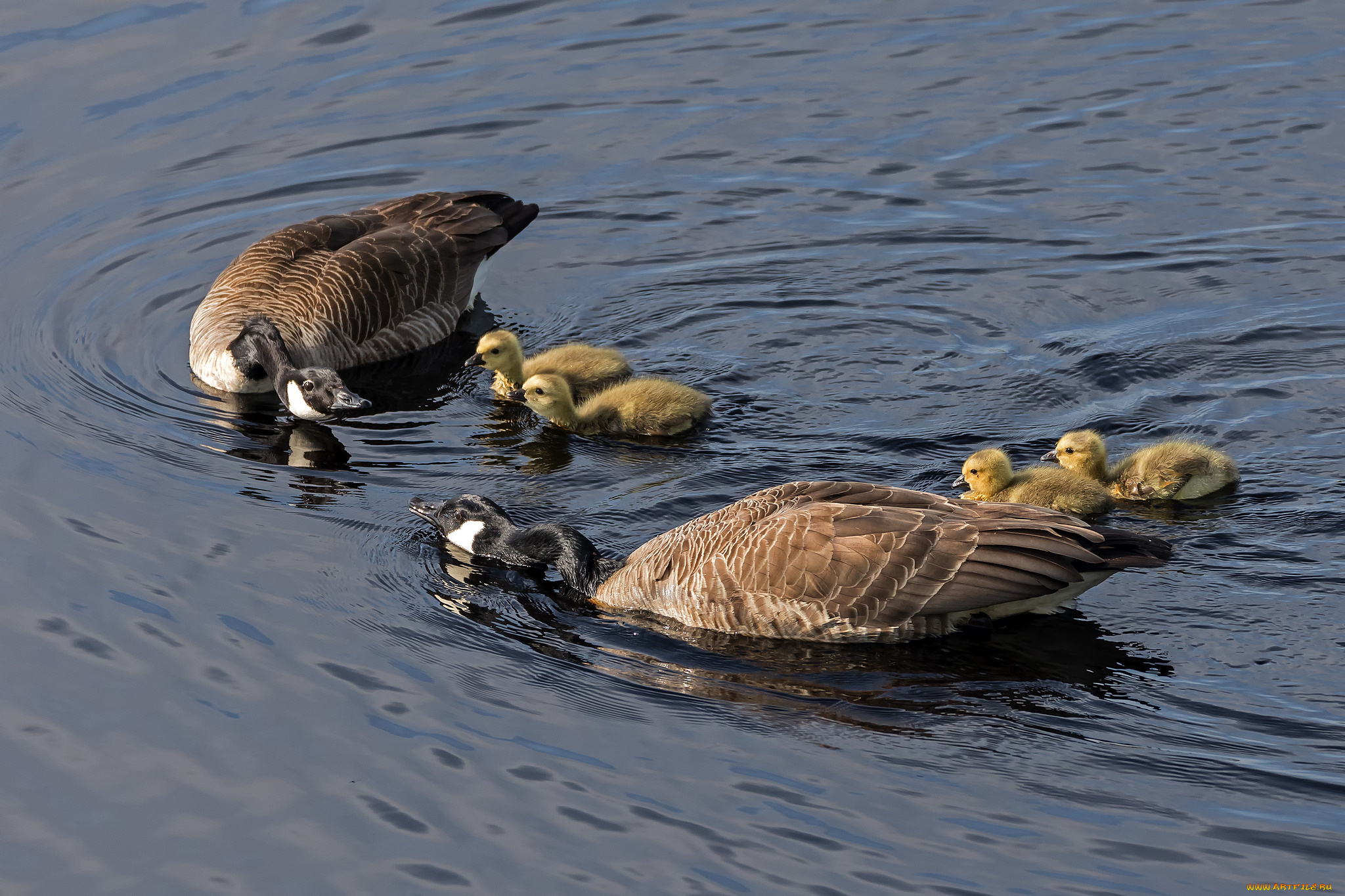 животные, гуси, дикие, вода, пара, дети