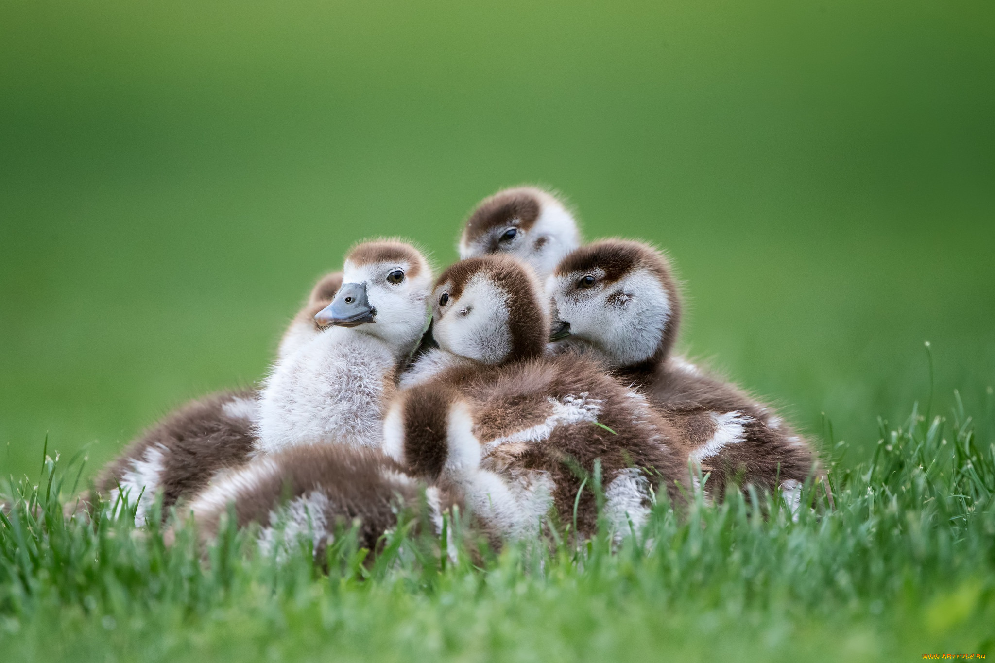 животные, гуси, семейка, птенцы, трава