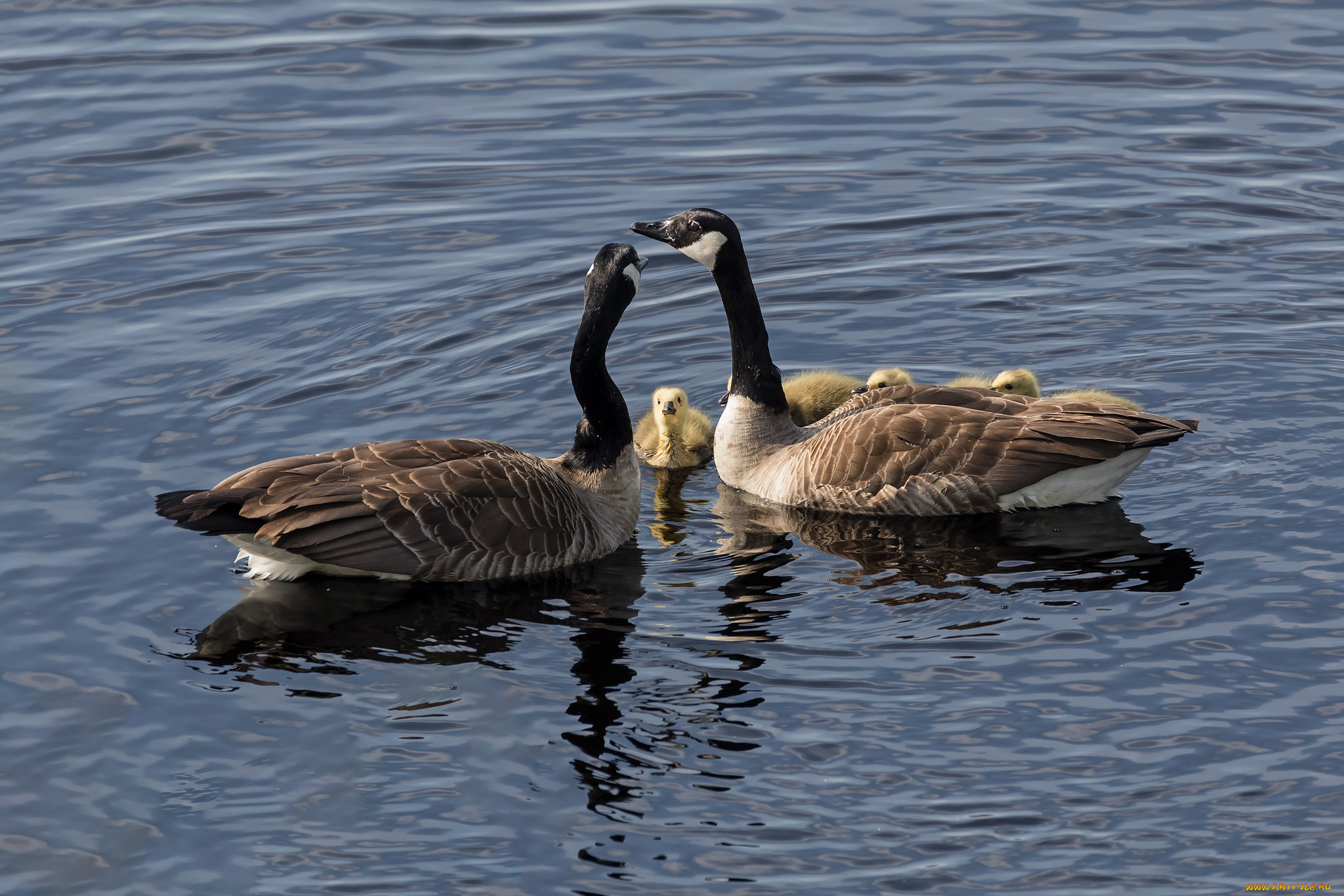 животные, гуси, вода, пара, дети, дикие