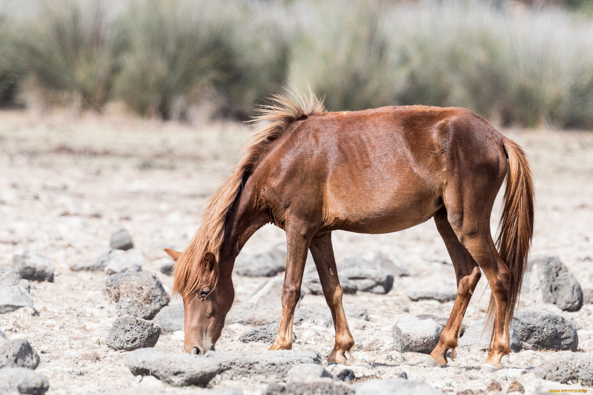 животные, лошади, лошадь, хвост, грива, окрас