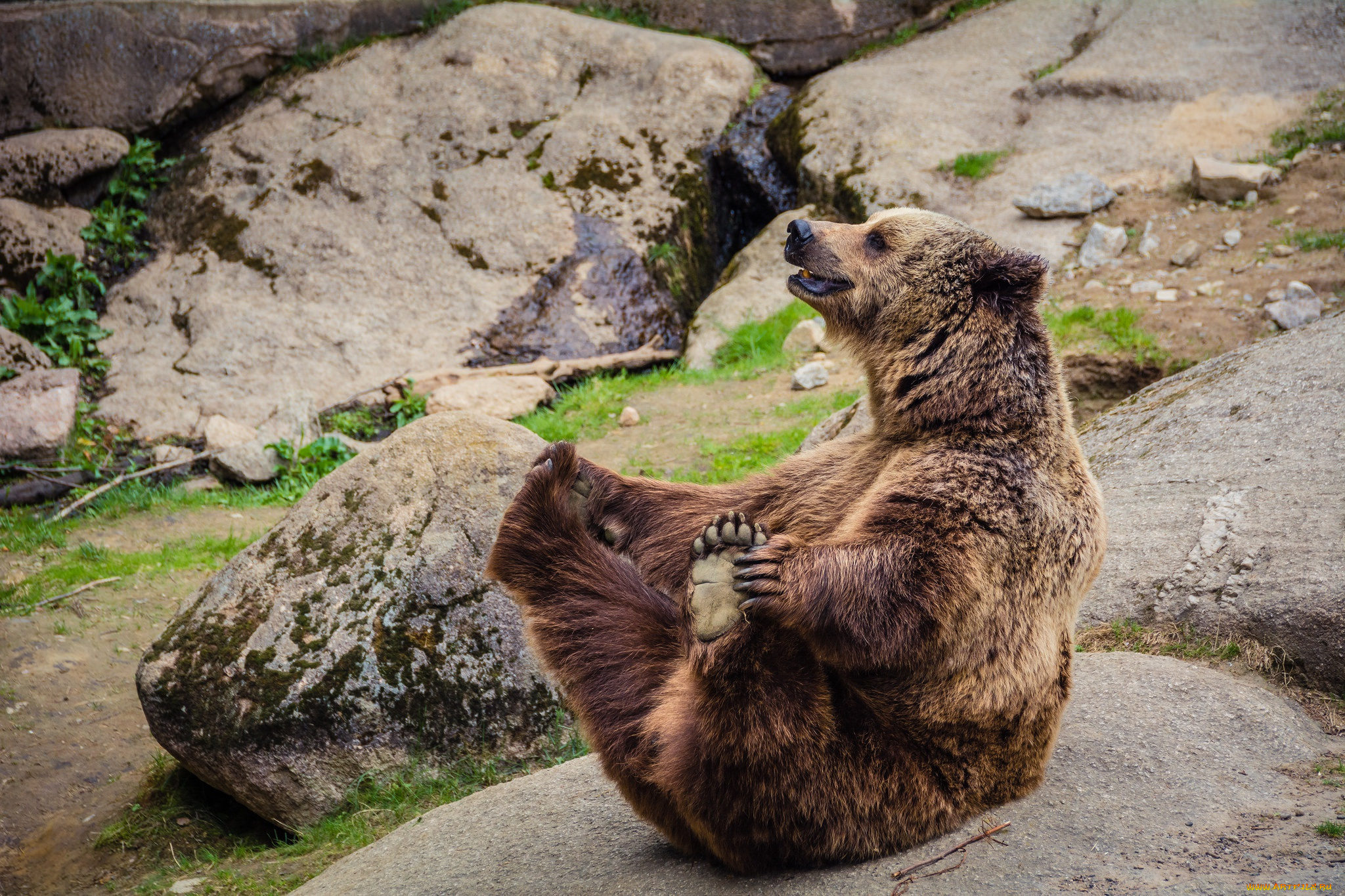 животные, медведи, поза, камни, медведь, зоопарк