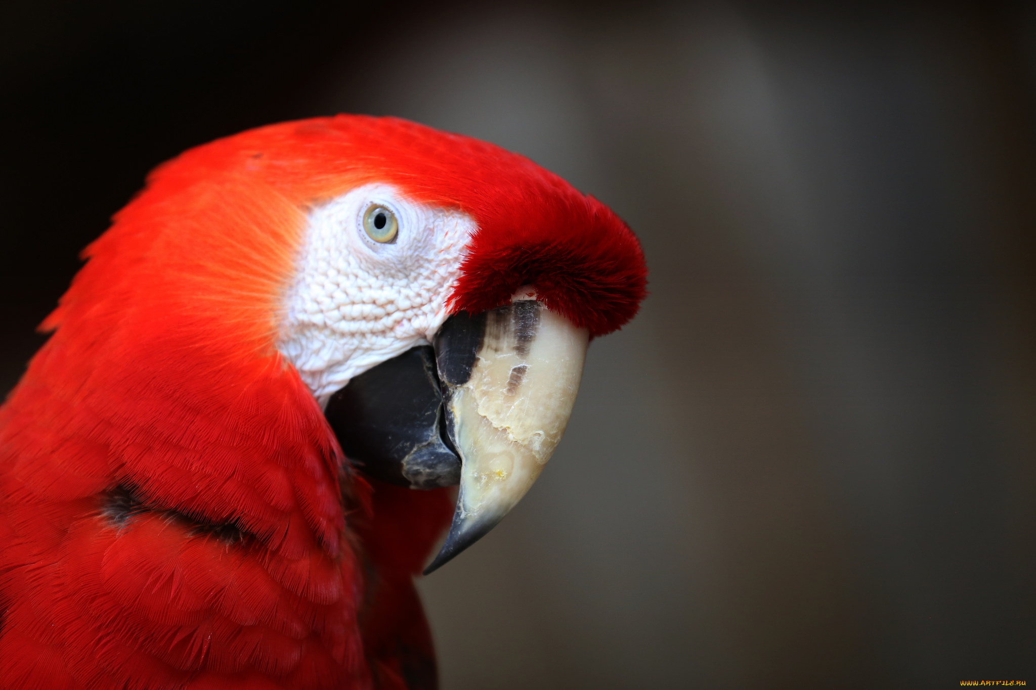 животные, попугаи, попугай, перья, цвет, птица, забавный