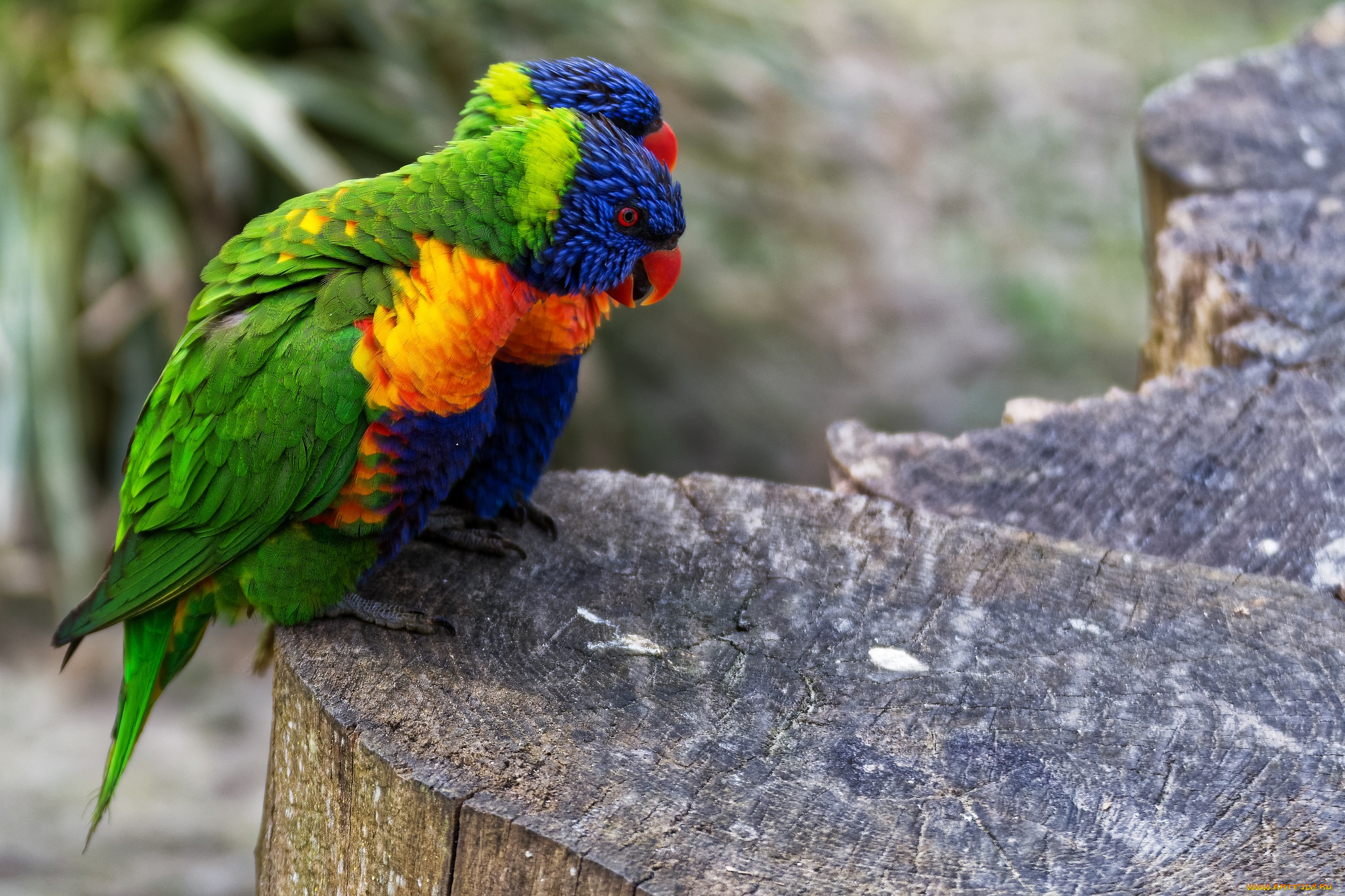 животные, попугаи, птицы, боке, пара