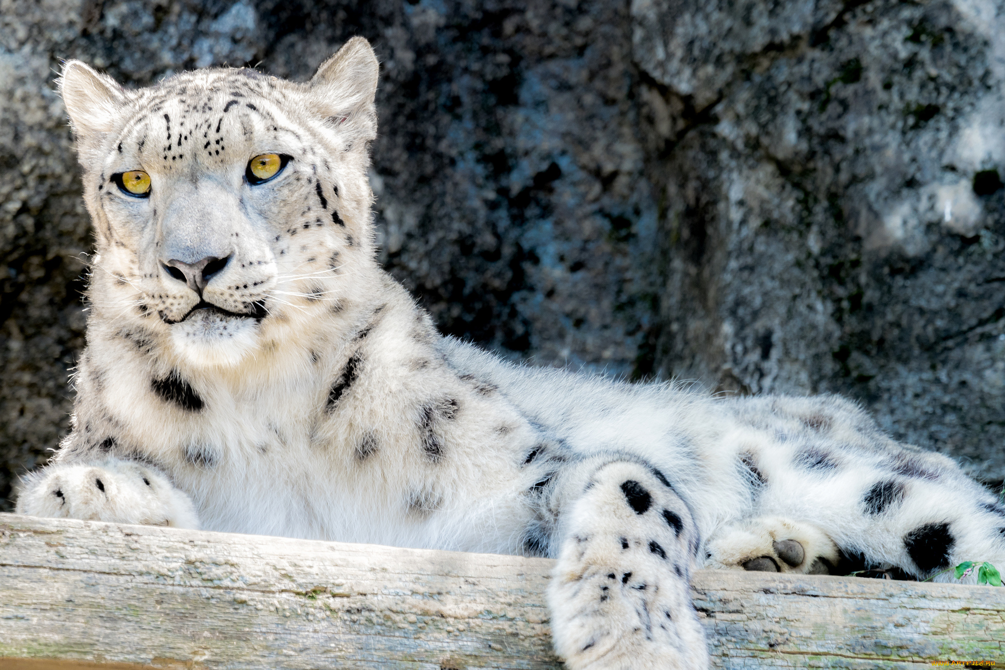 животные, снежный, барс, , ирбис, снежный, барс, кошка, взгляд, камни