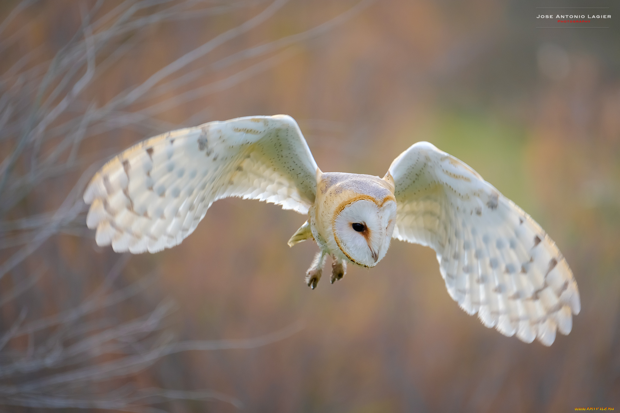 животные, совы, птица, окрас, перья, сова