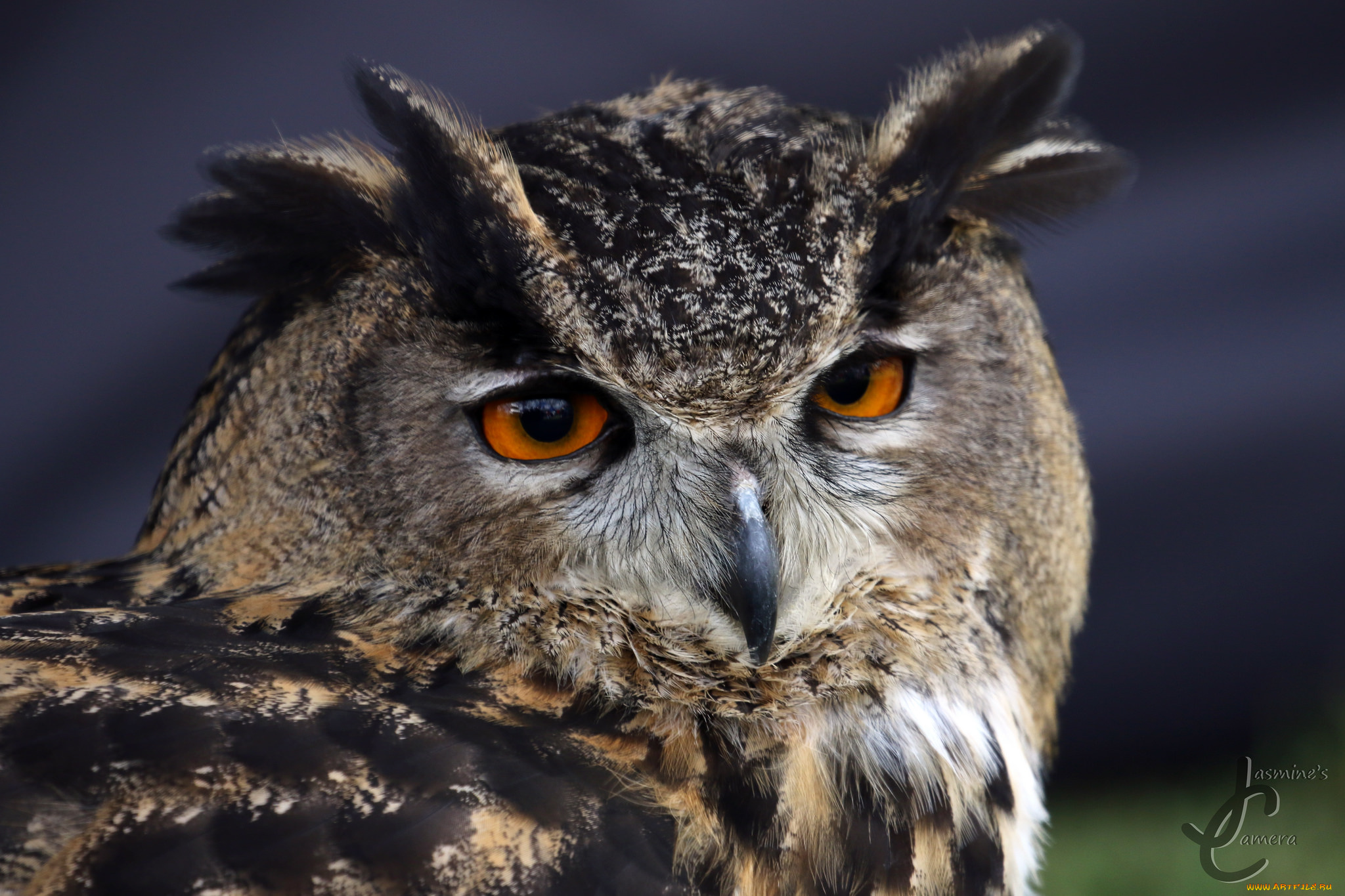 животные, совы, сова, птица, перья, окрас