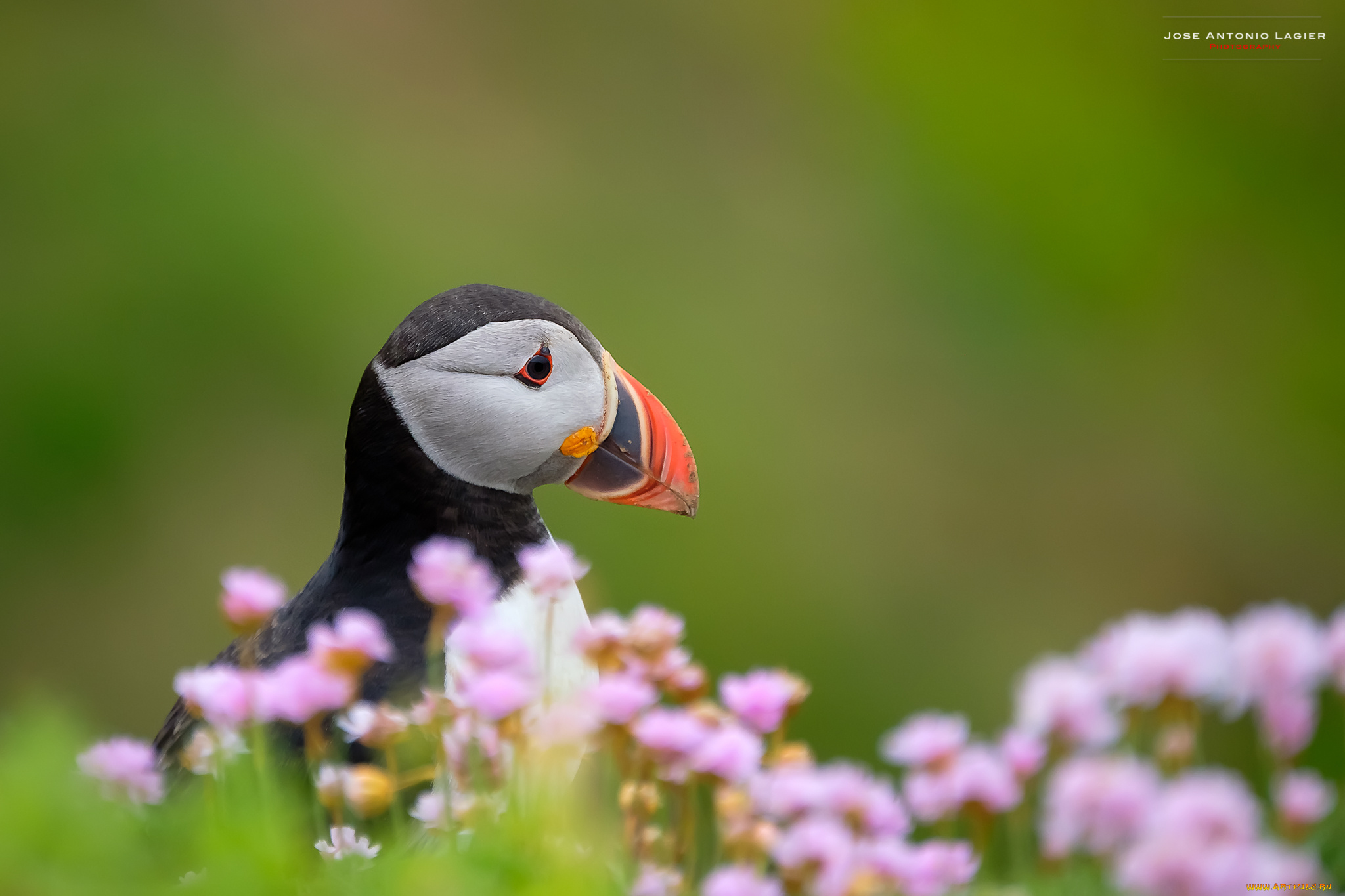 животные, тупики, птица, окрас, перья, тупик