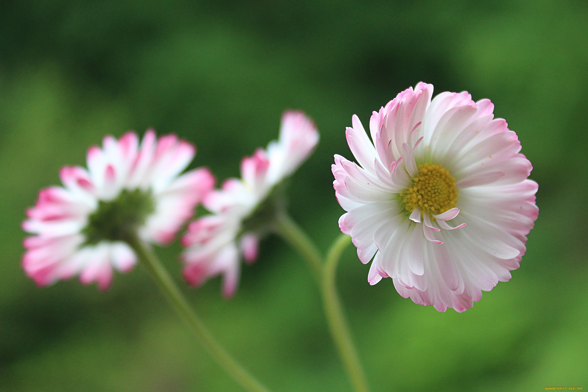 цветы, маргаритки, макро, растения, флора