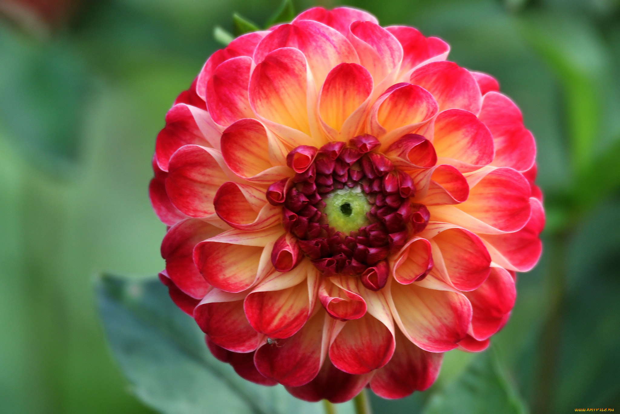 цветы, георгины, осень, бутоны, цветение, лепестки, георгин